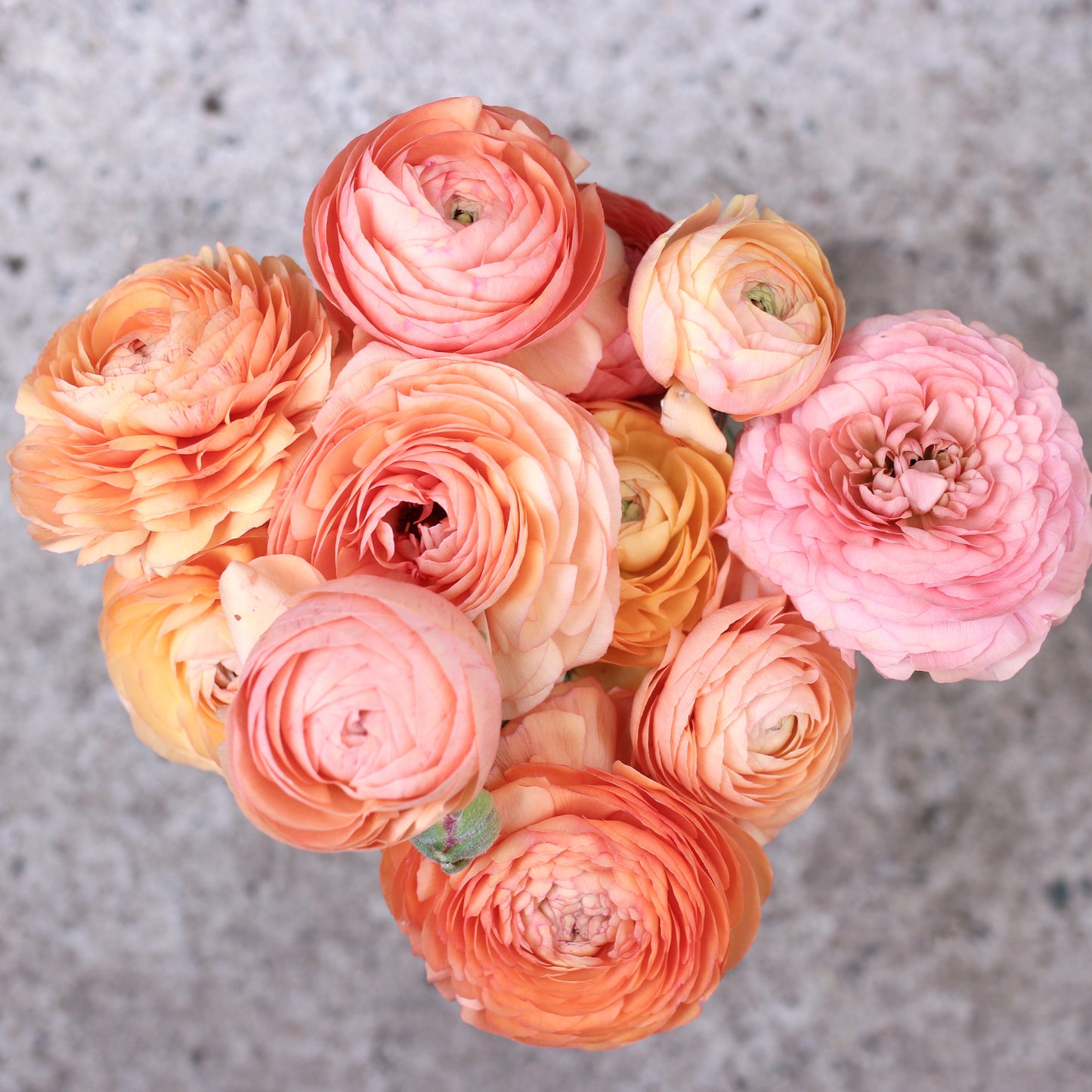 French Ranunculus Corms - Tango (LIMIT of 2 packs per customer) image 0