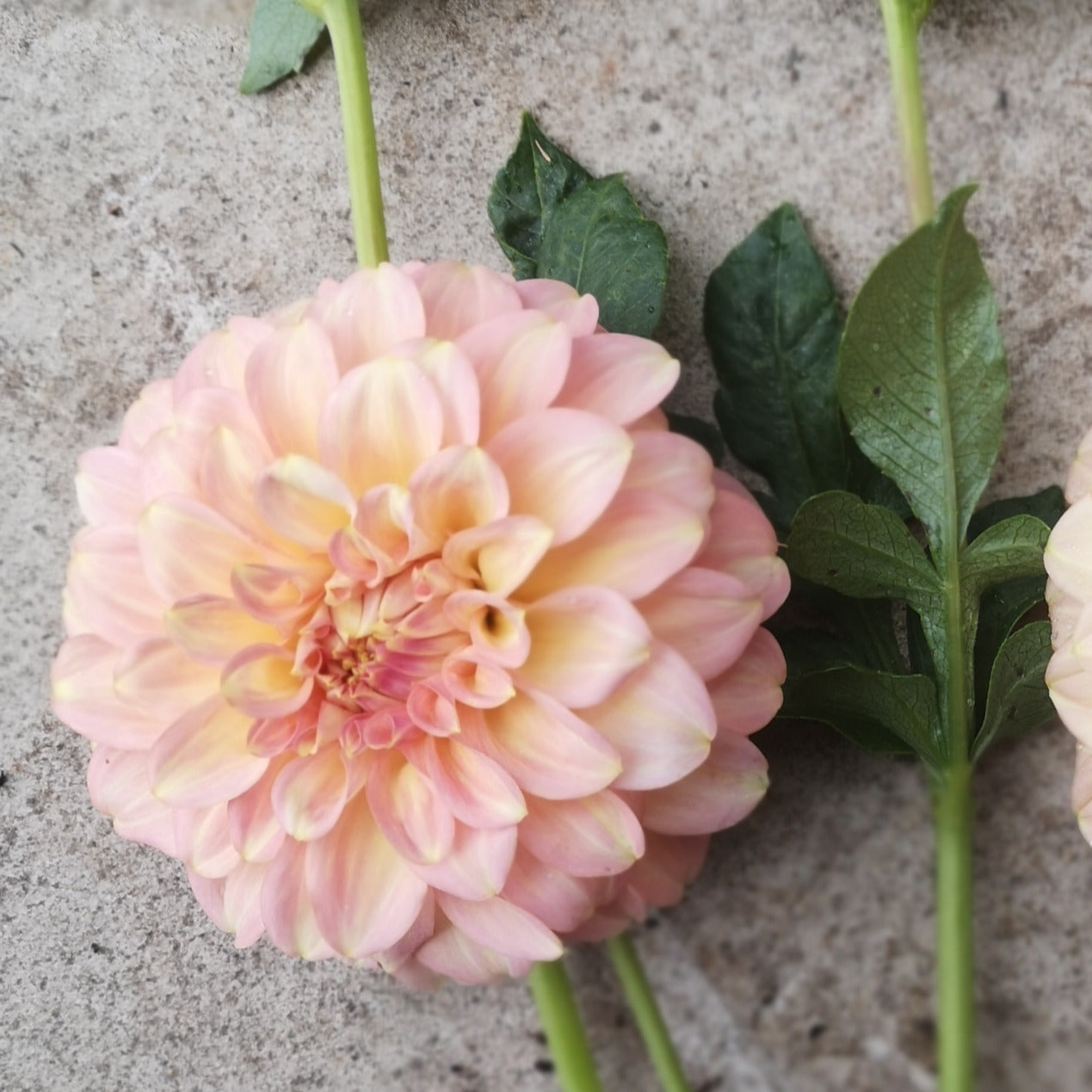 Dahlia Tuber - Coorabell Astrid image 1
