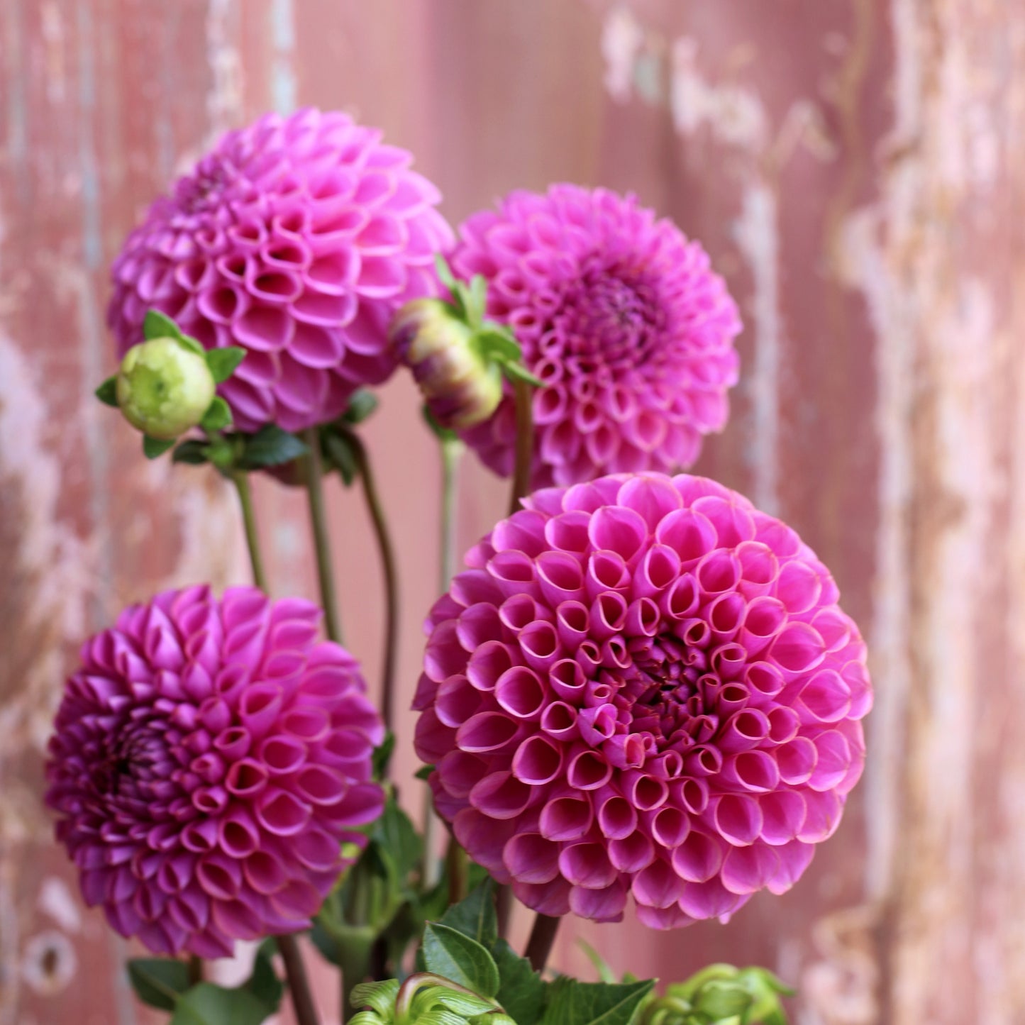 Dahlia Tuber - Isabella image 0