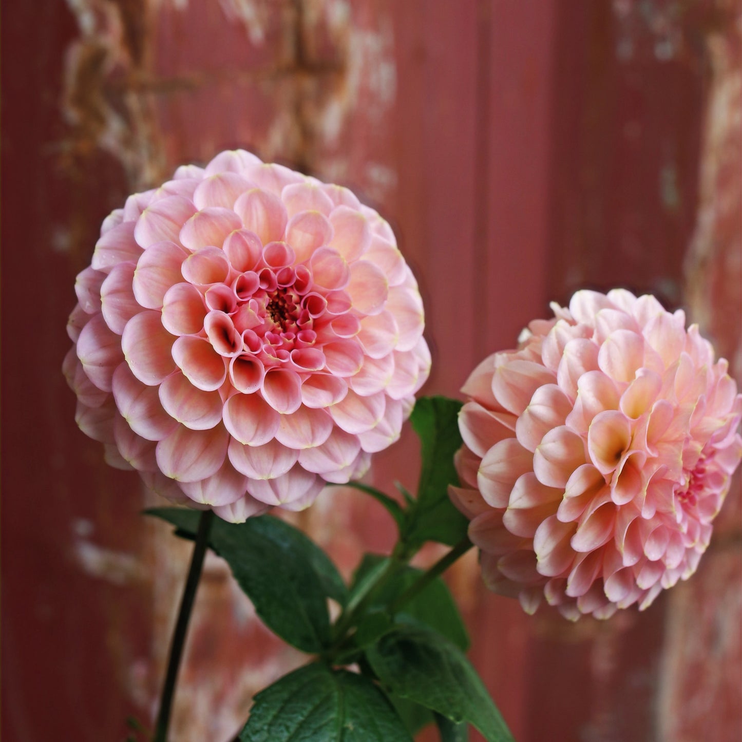 Dahlia Tuber - Salmon Joy image 0