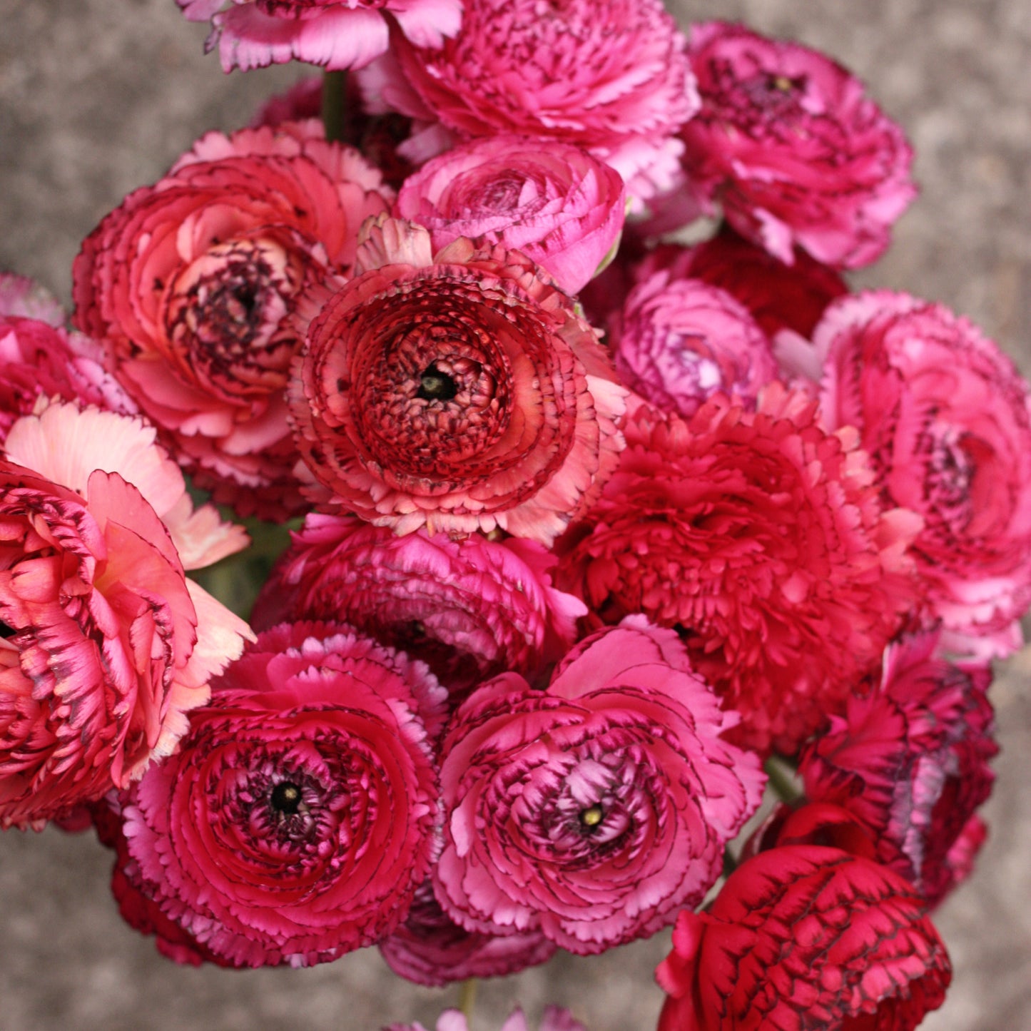 Italian Ranunculus Corms - Rosa Striato (LIMIT of 2 packs per customer) image 1