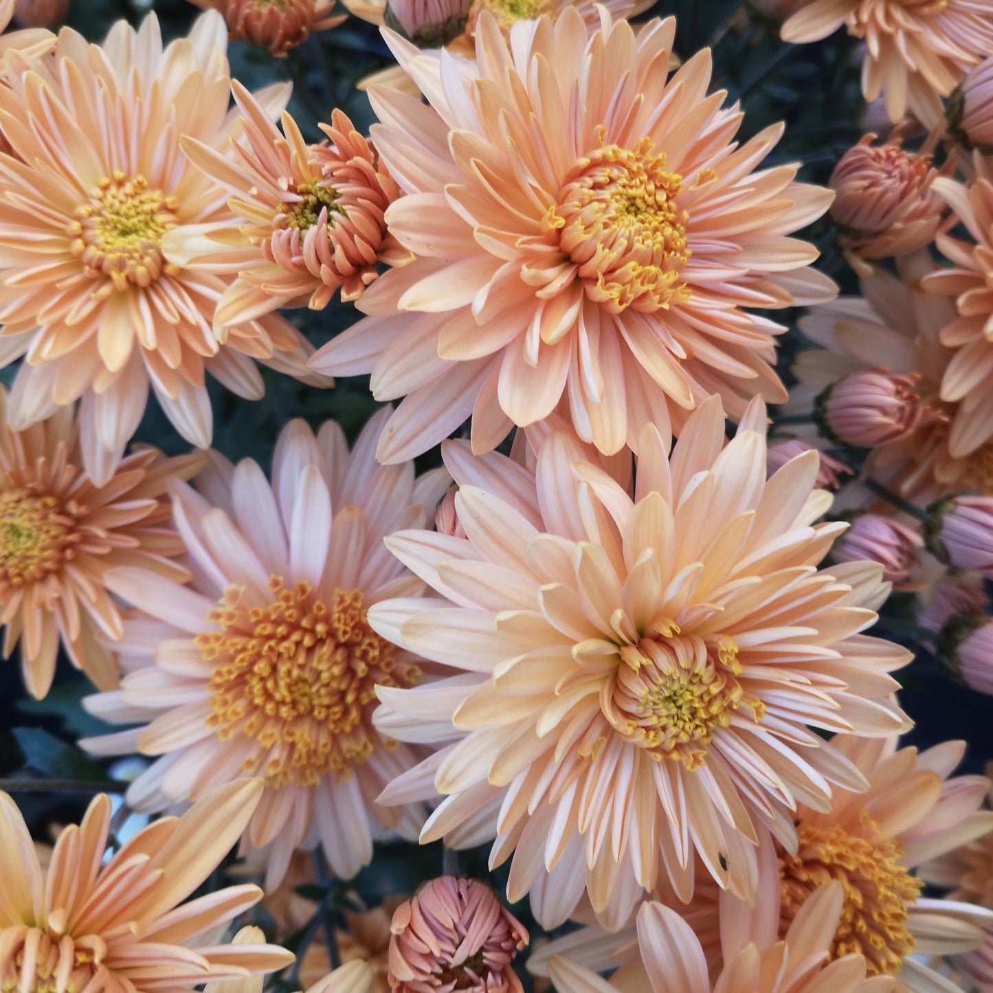 Chrysanthemum Plant - Dorothy Mechen Bronze image 0