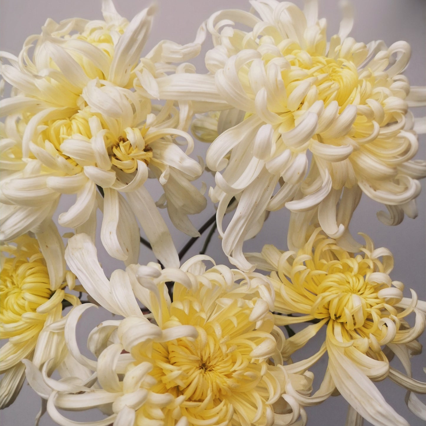 Chrysanthemum Plant - Kokka Etsuzan image 1
