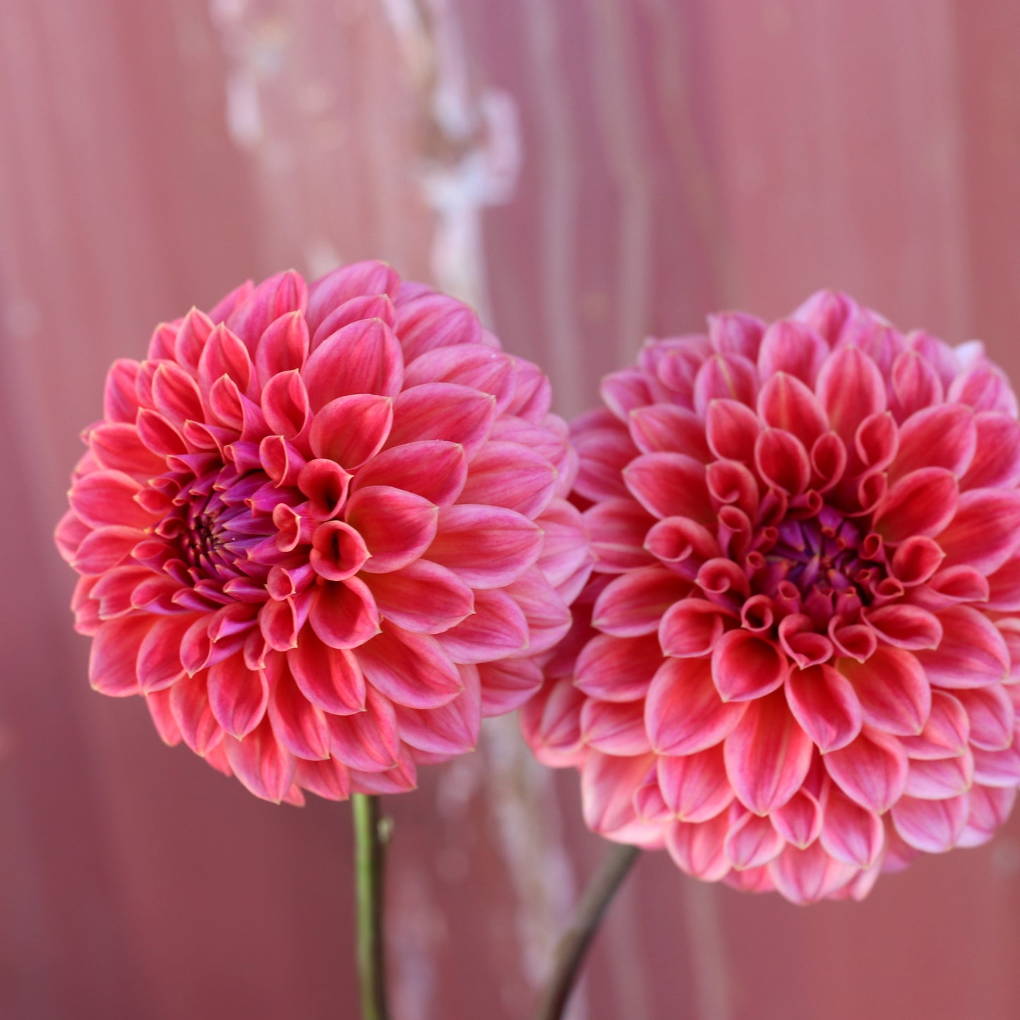 Dahlia Tuber - Warraview Watermelon image 0