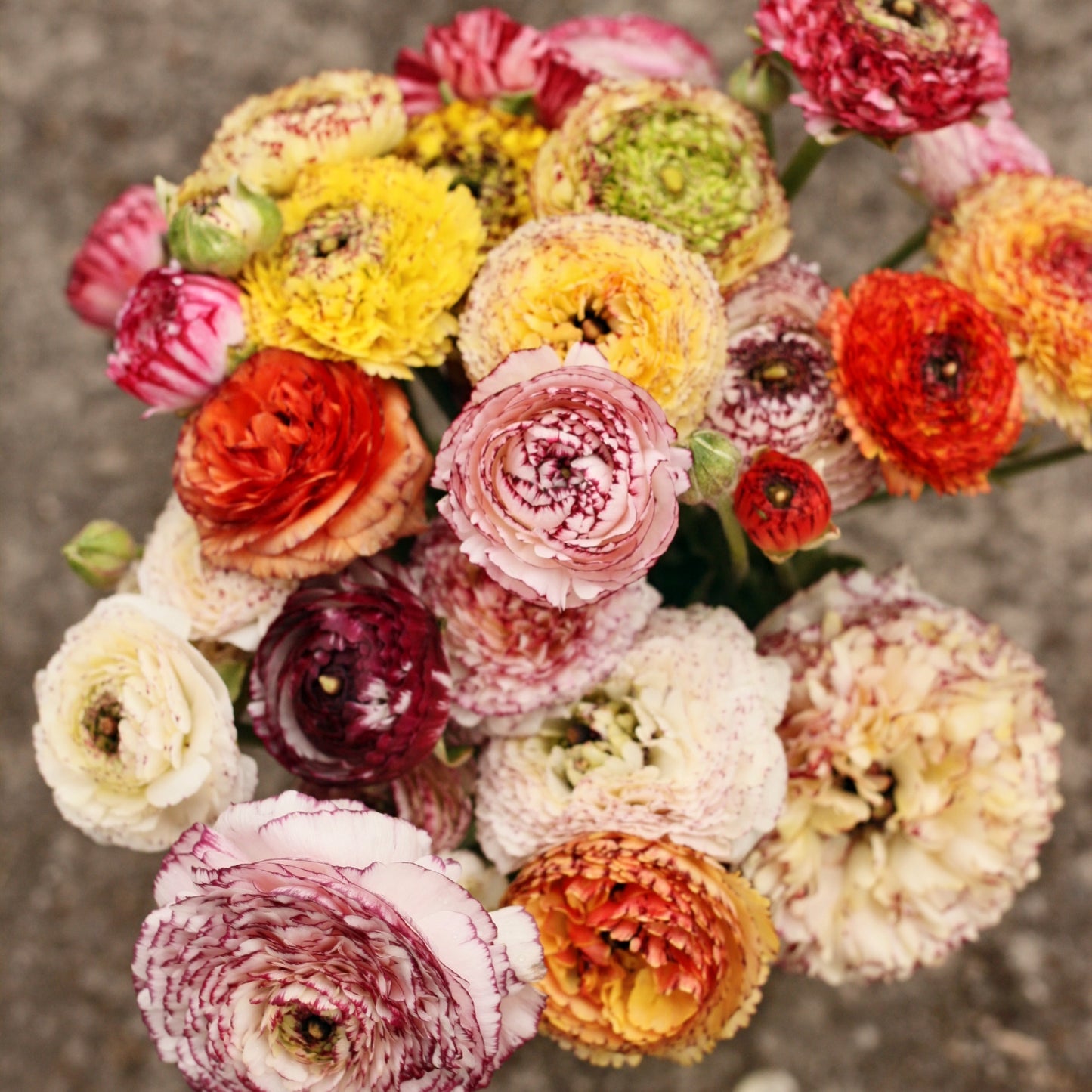 Italian Ranunculus Corms - Pastello Striato image 1
