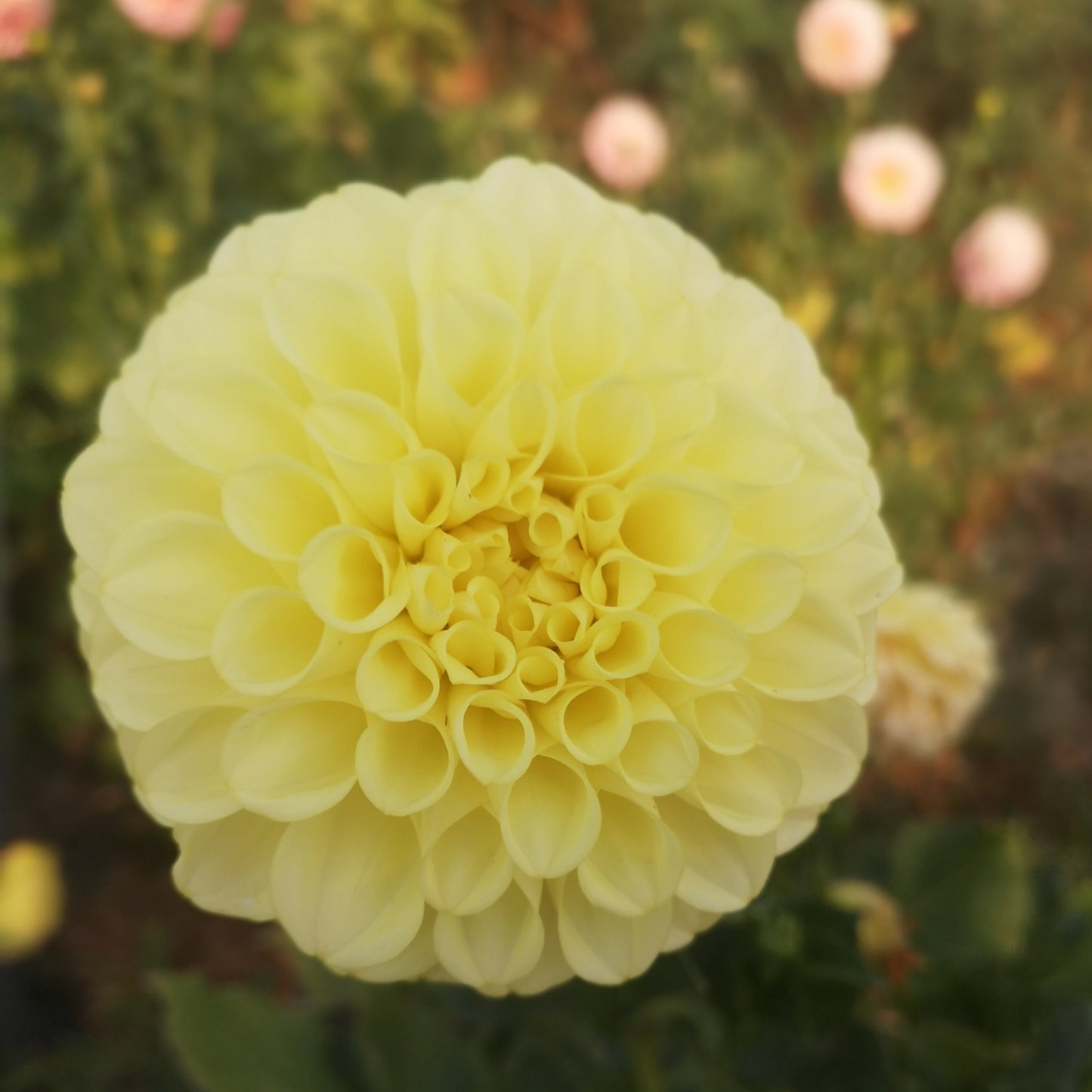 Dahlia Tuber - Coorabell Heather image 0