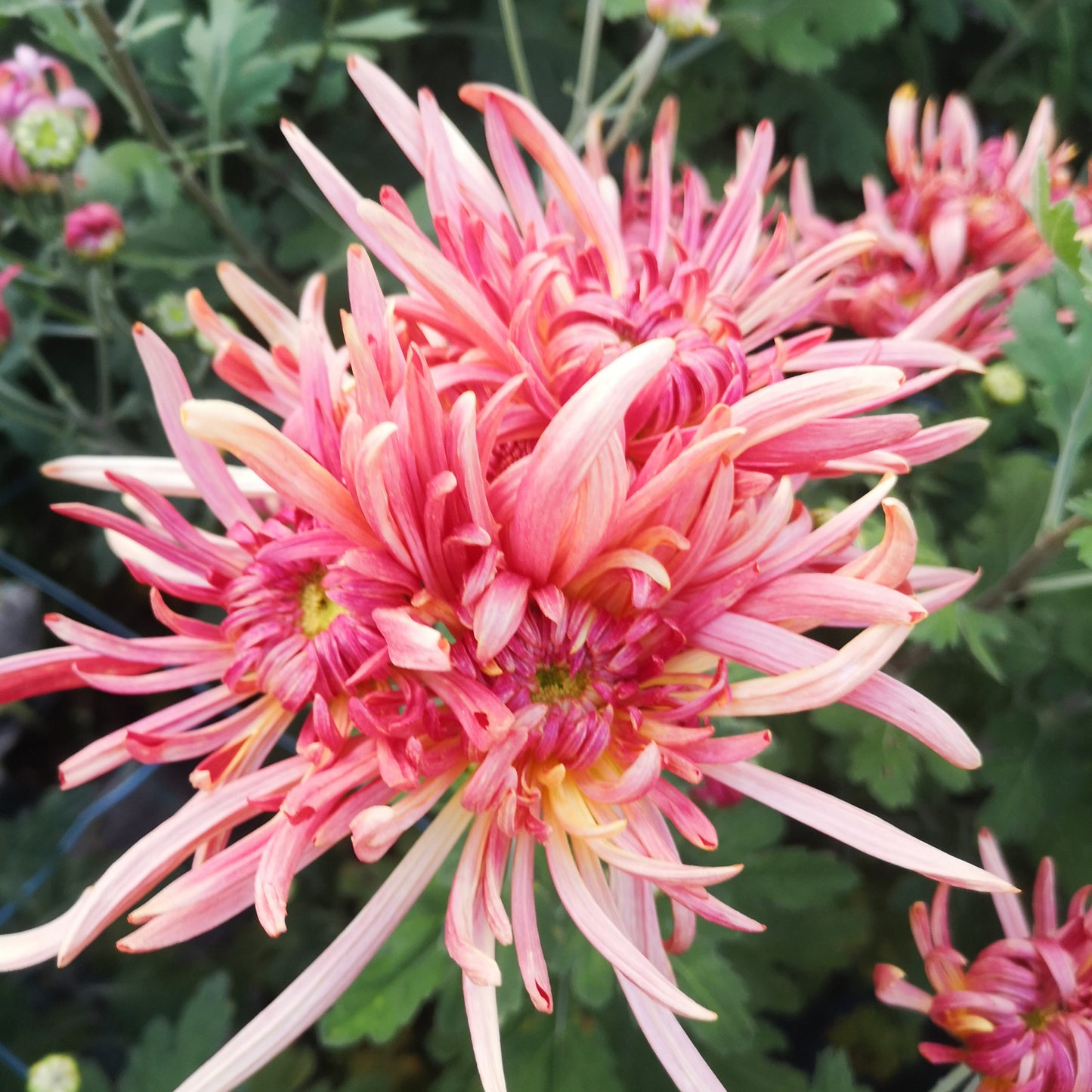Chrysanthemum Plant - Kokka Gensyu image 2