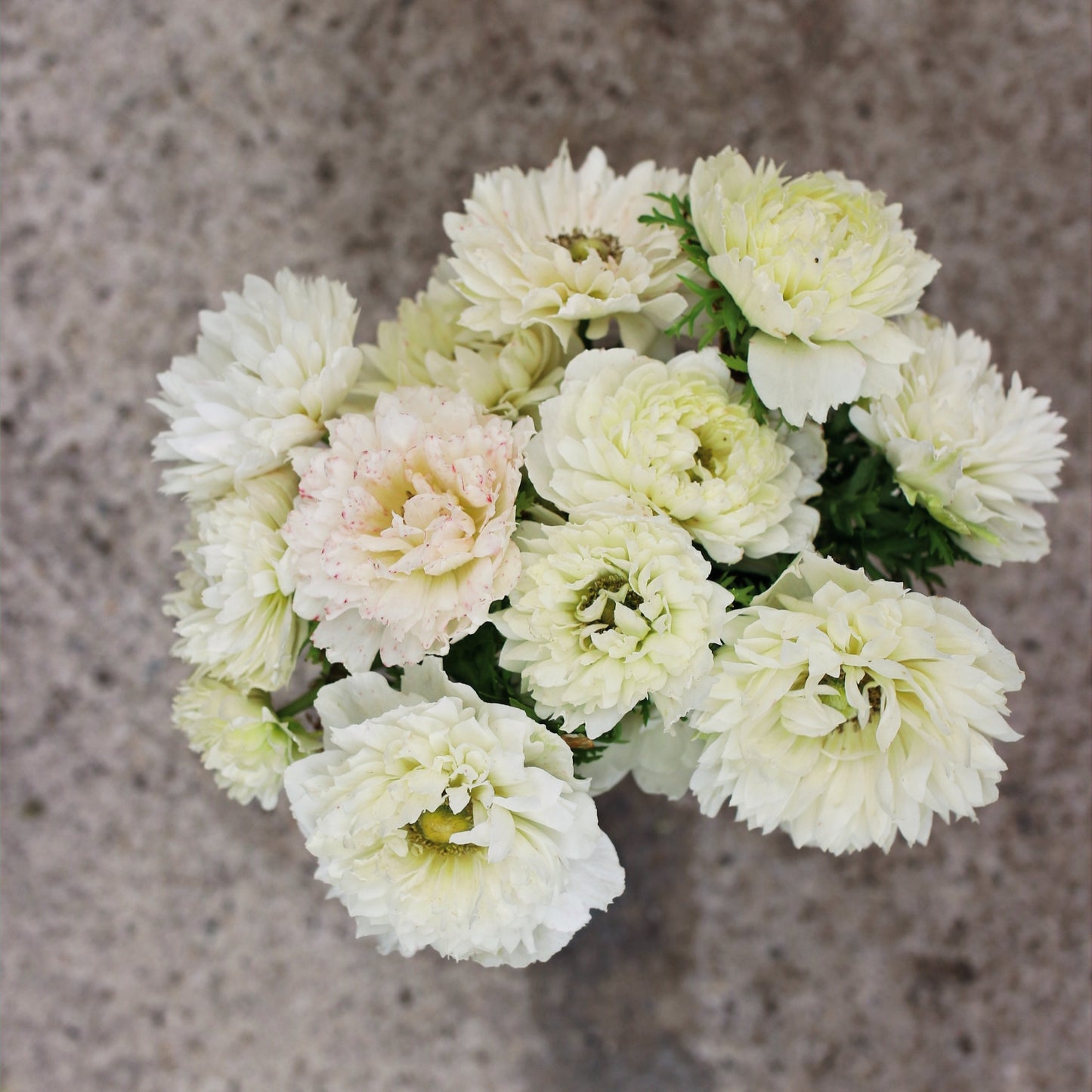 Italian Anemone Corms - Levante Bianco image 1