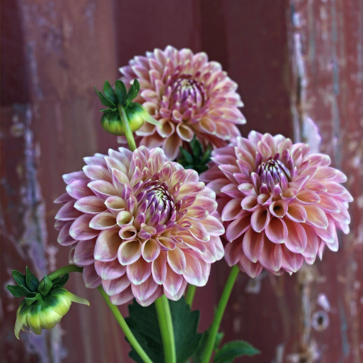 Dahlia Tuber - Boundary Sophie - LIMIT OF 1 PER HOUSEHOLD image 1
