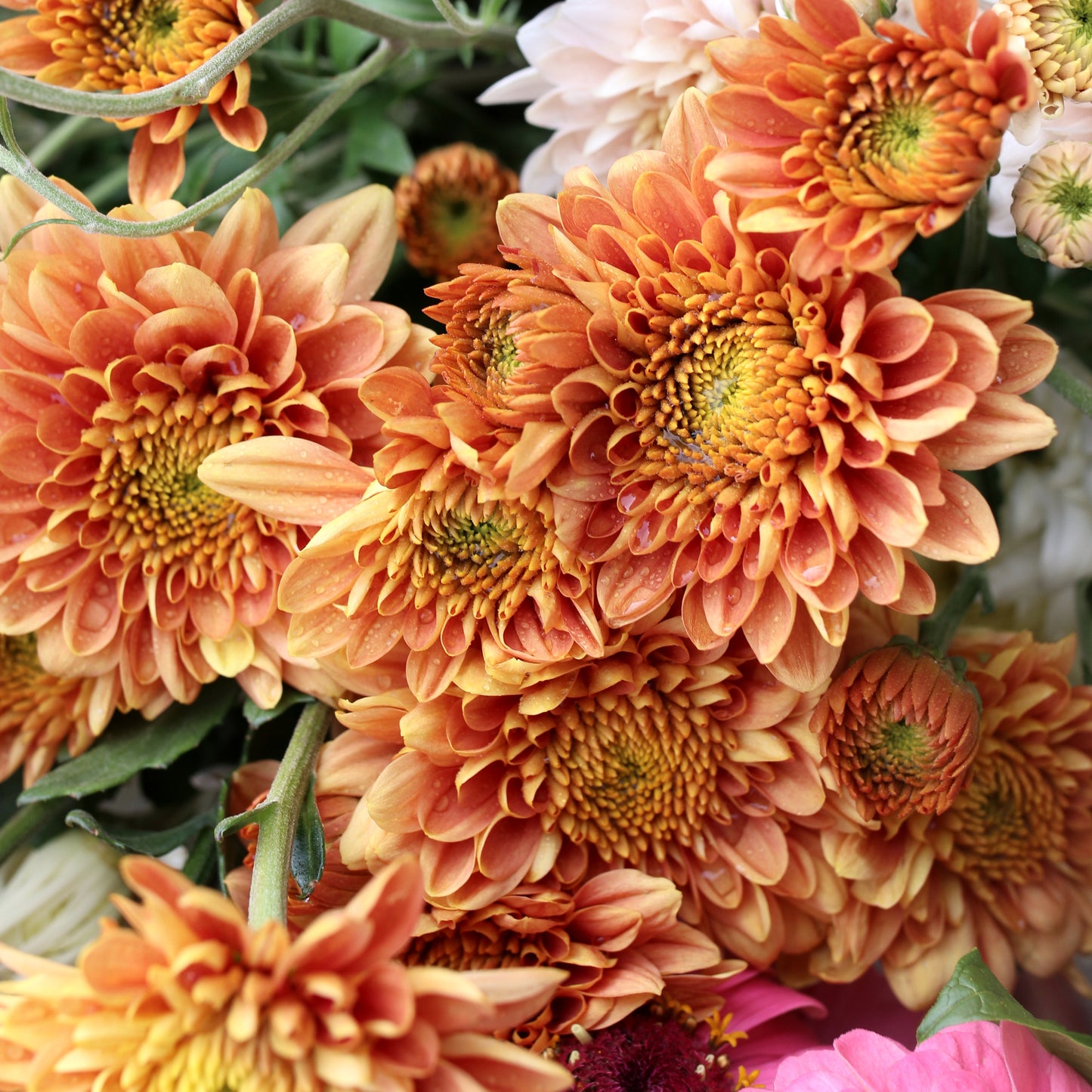 Chrysanthemum Plant - Champagne Orange image 0