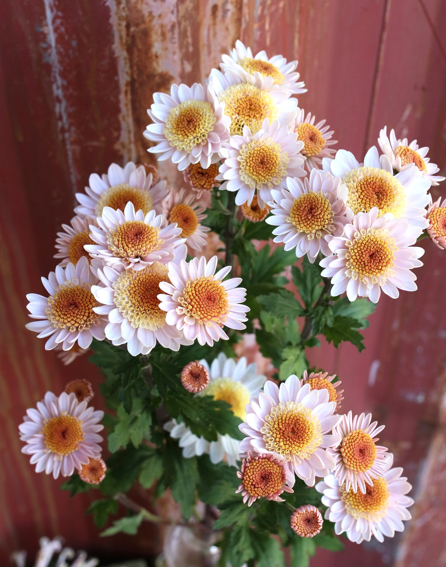 Chrysanthemum Plant - Pearl Mundial