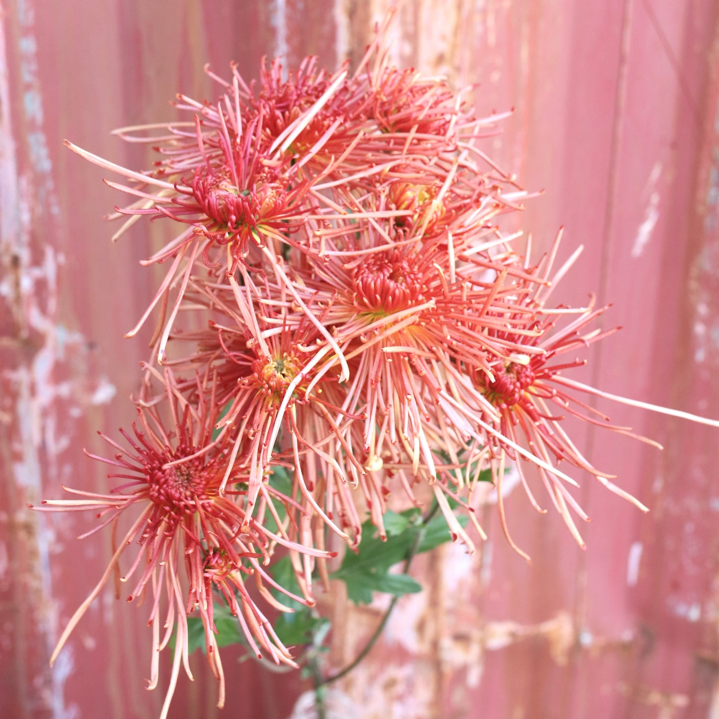 Chrysanthemum Plant - Seaton's Flair