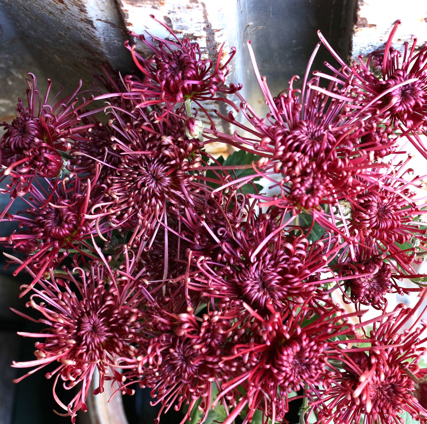 Chrysanthemum Plant - Scarlett O'Hara
