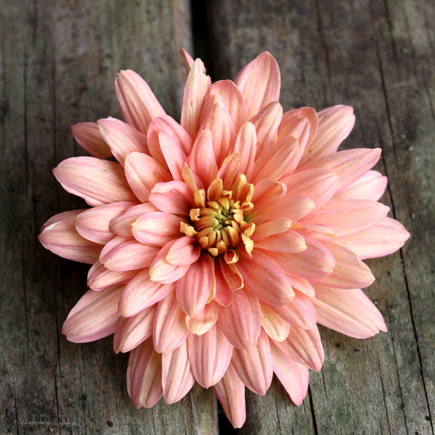 Chrysanthemum Plant - Baltica Salmon image 0