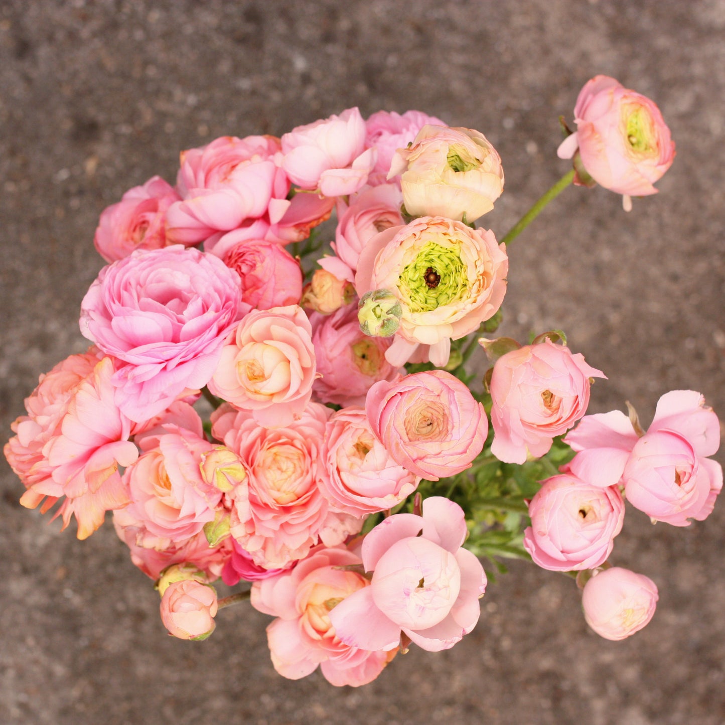 Italian Ranunculus Corms - Pastello image 2