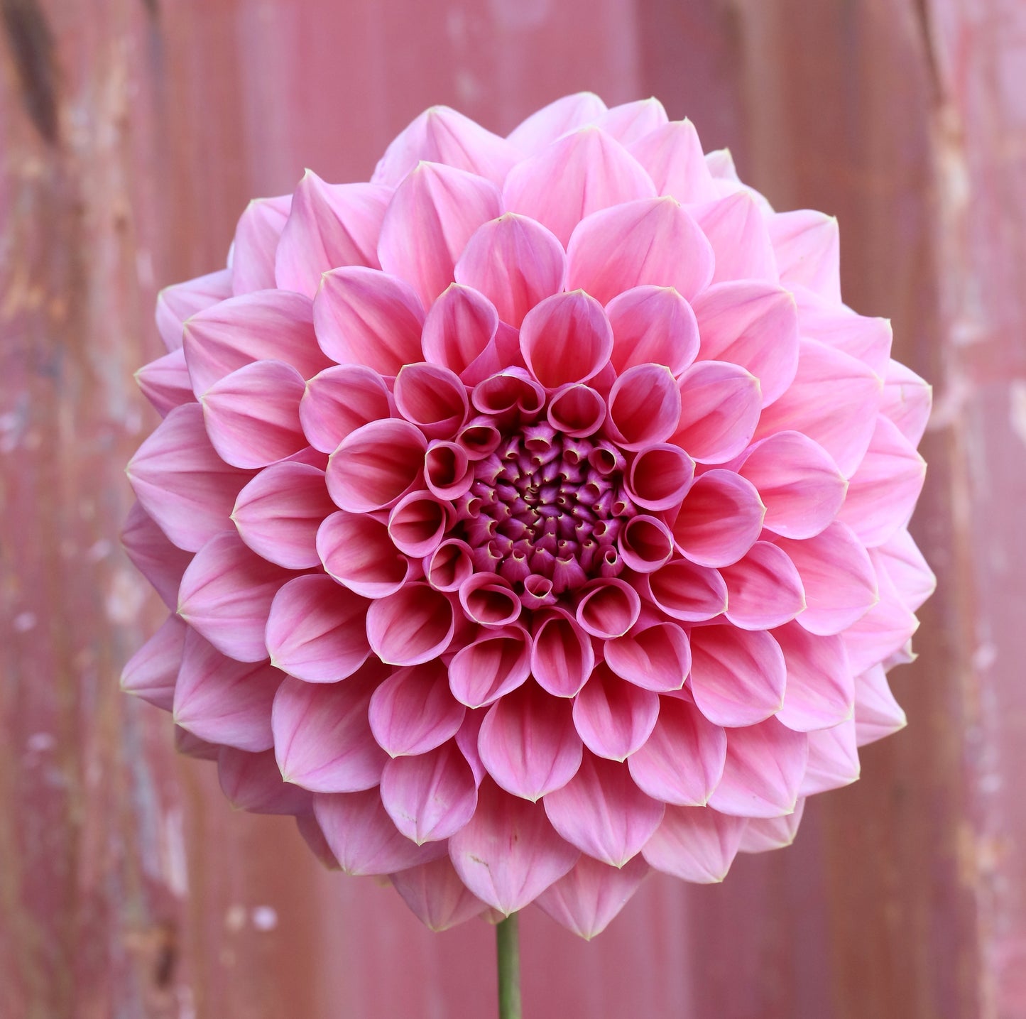 Dahlia Tuber - Kiara Marylin