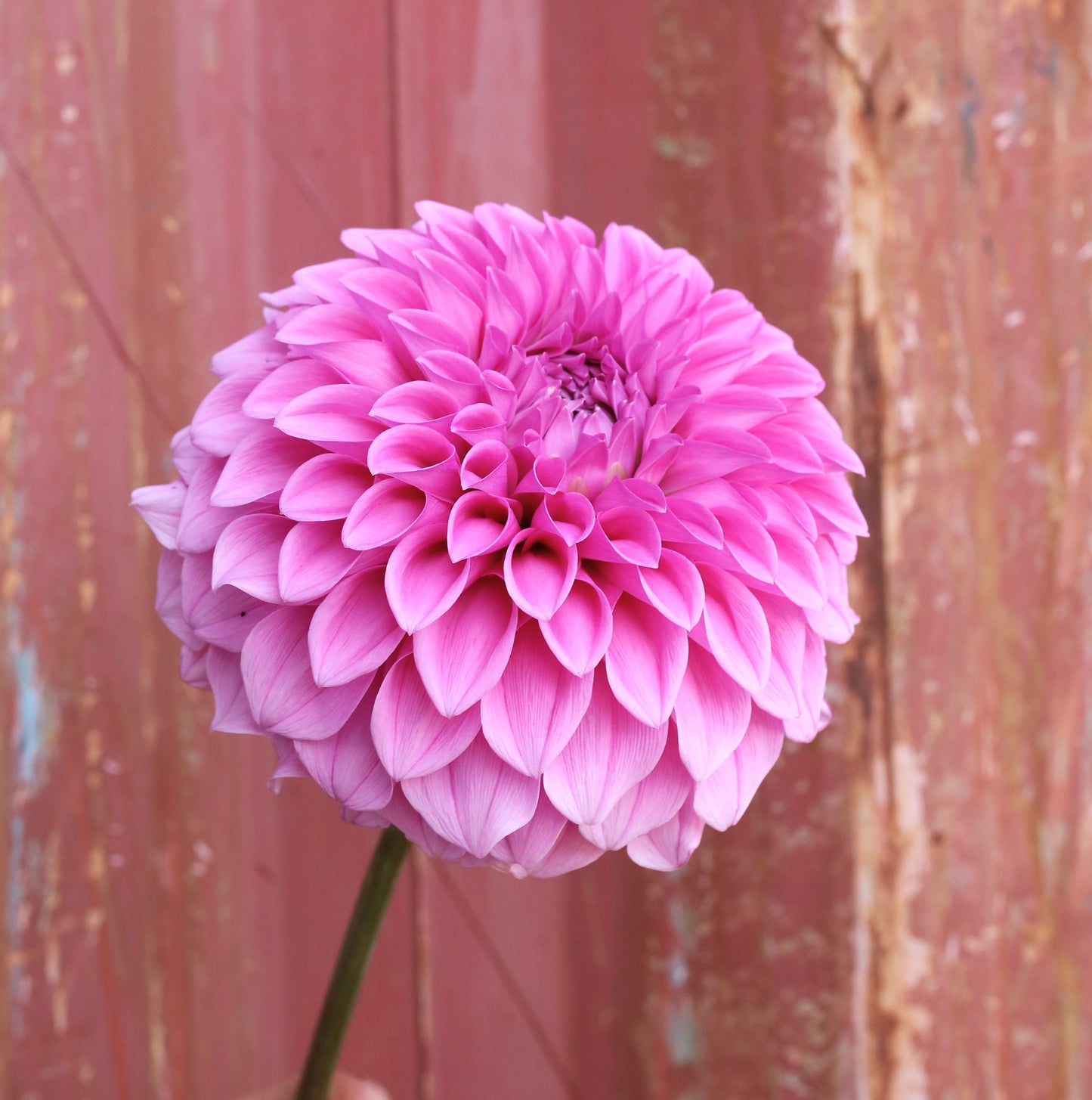 Dahlia Tuber - CK Dream - LIMIT 1 per customer