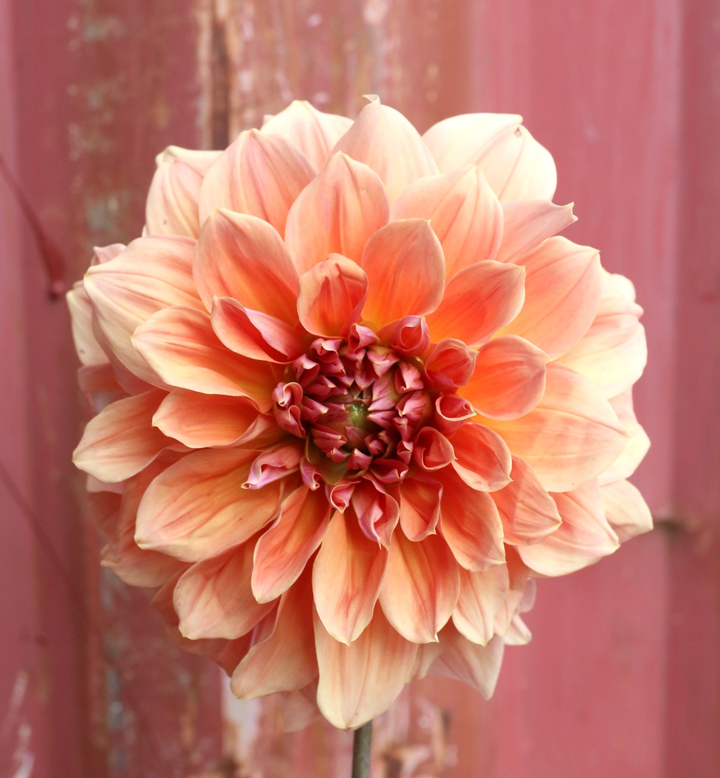 Dahlia Tuber - Cyma Warrior