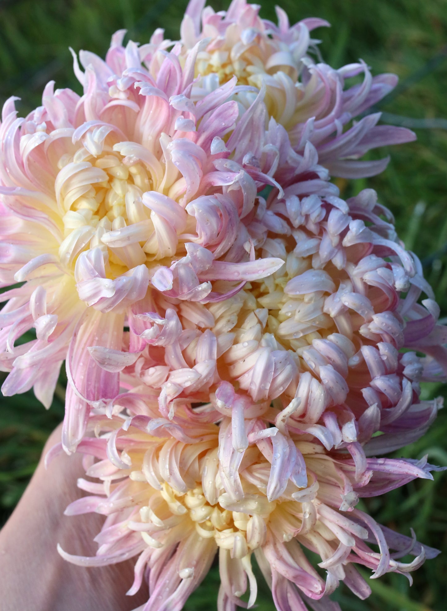 Chrysanthemum Plant - Elizabeth Burton