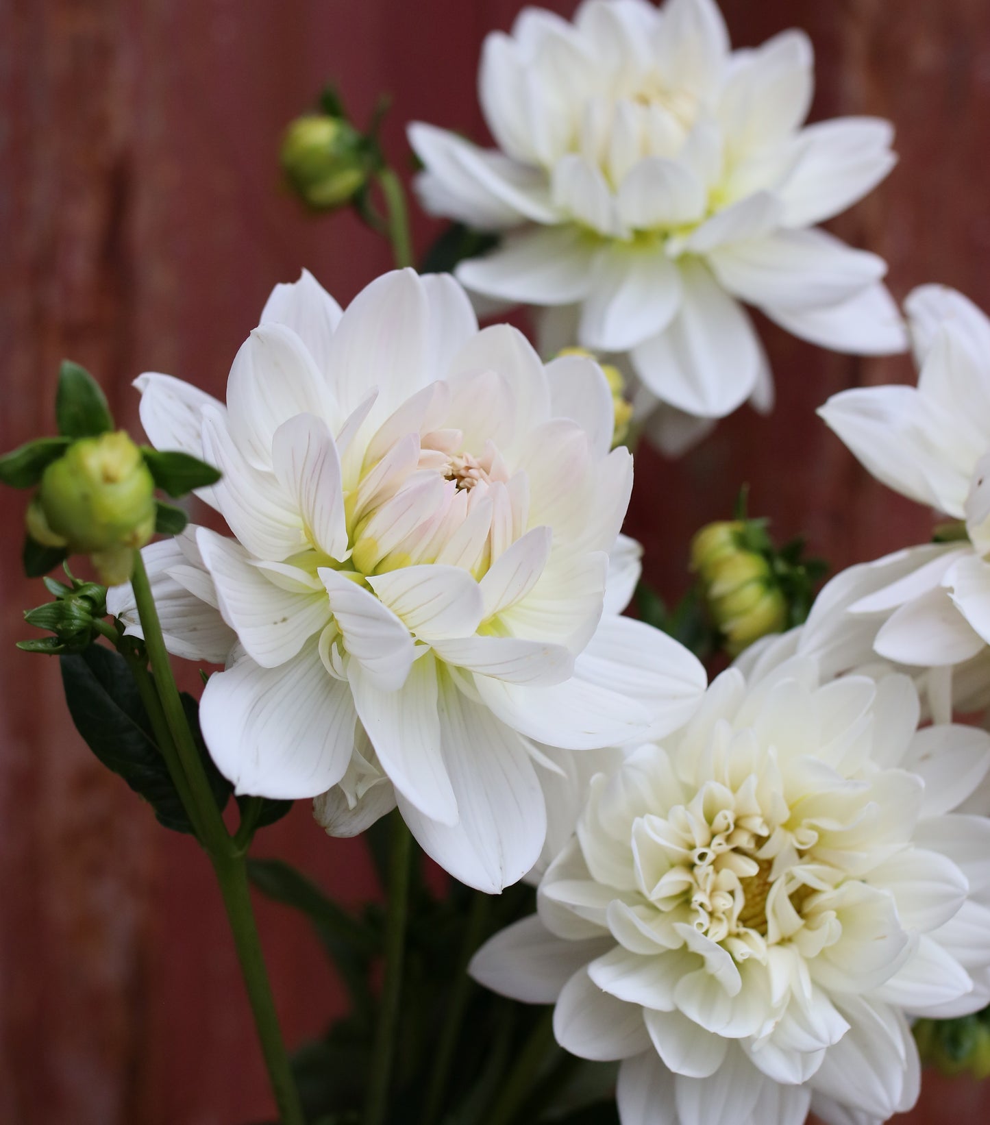 Dahlia Tuber - Guyra White