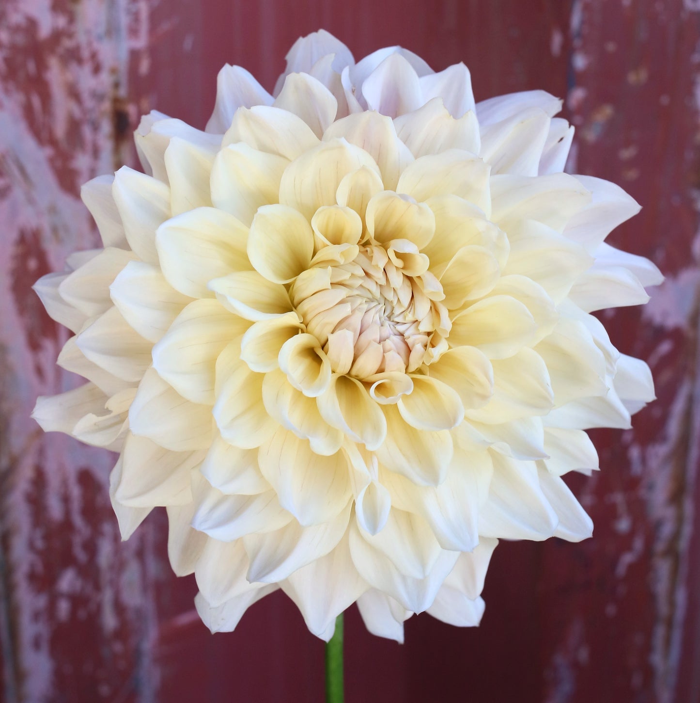 Dahlia Tuber - Serenade Symphony