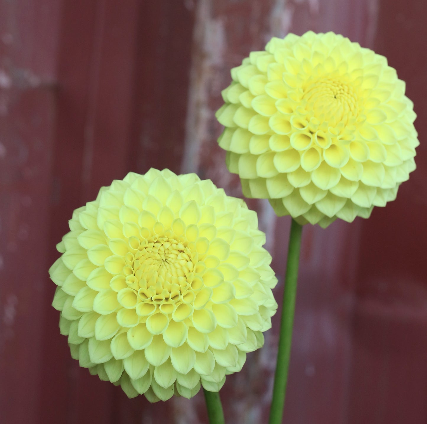 Dahlia Tuber - Winholme Diane