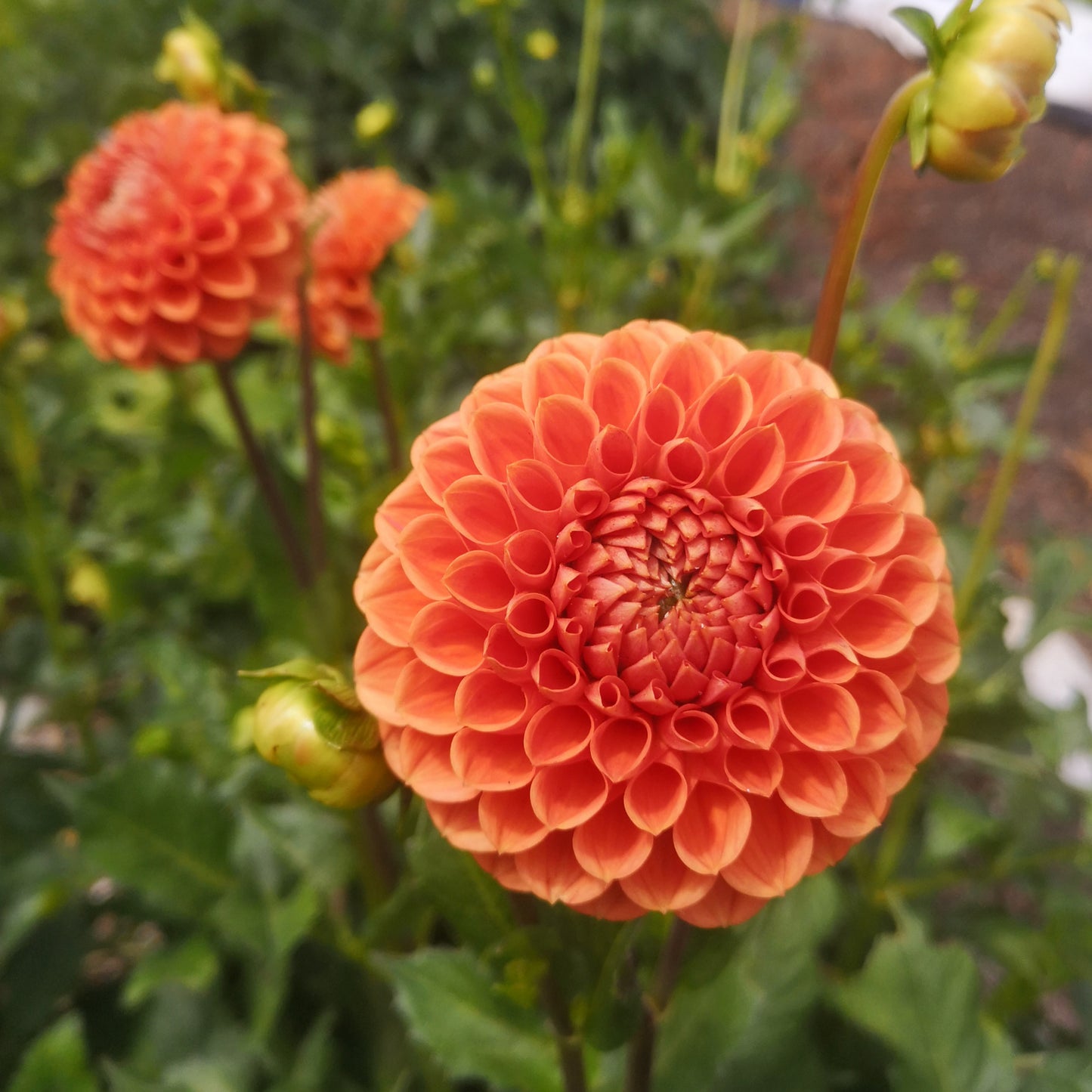 Dahlia Tuber - Sheila image 1
