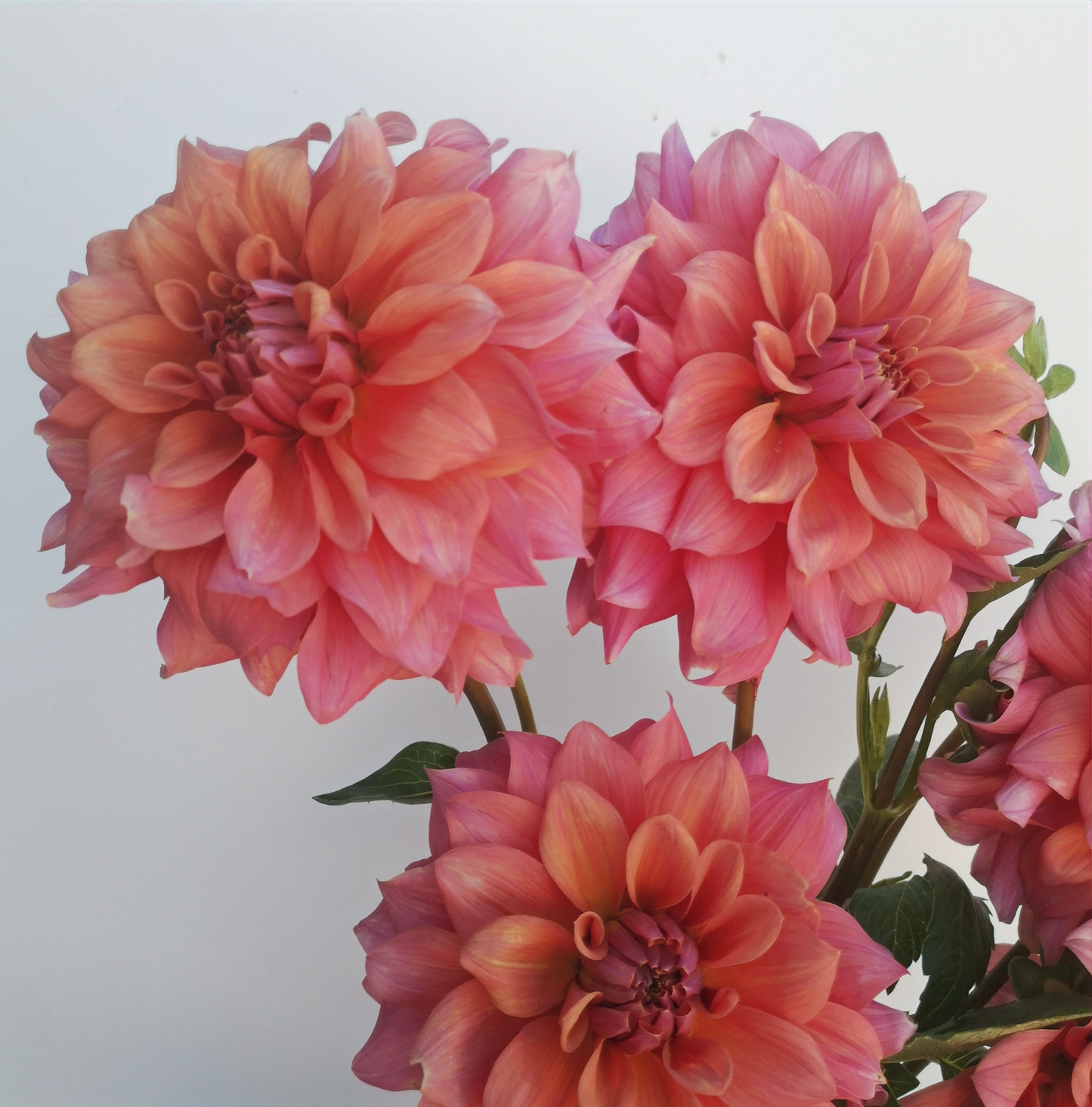 Dahlia Plant - Lileah Caramel Rose image 2