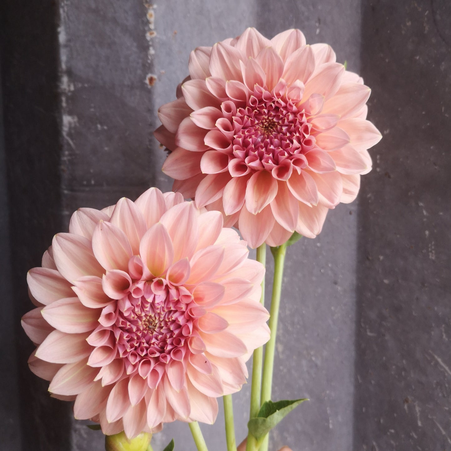 Dahlia Tuber - Devon Salmon image 0