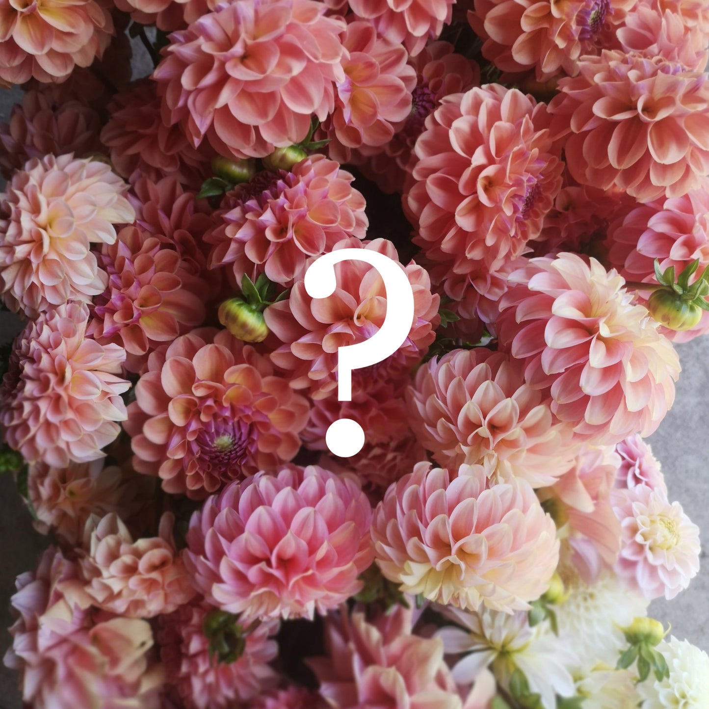 Dahlia Tuber Mystery Pack of 8 - Cut Flower Varieties image 0