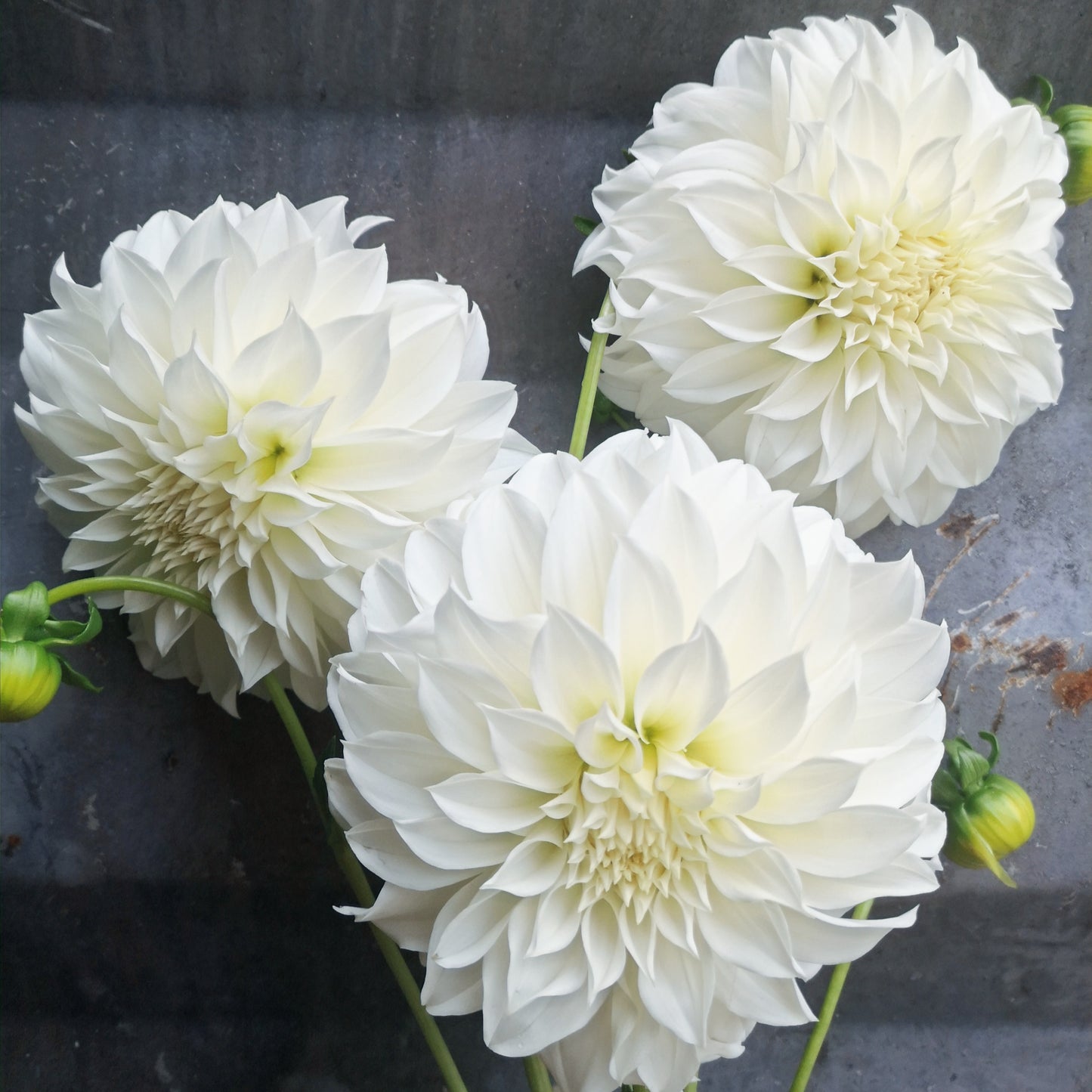 Dahlia Tuber - Florelie Whipped Cream image 1