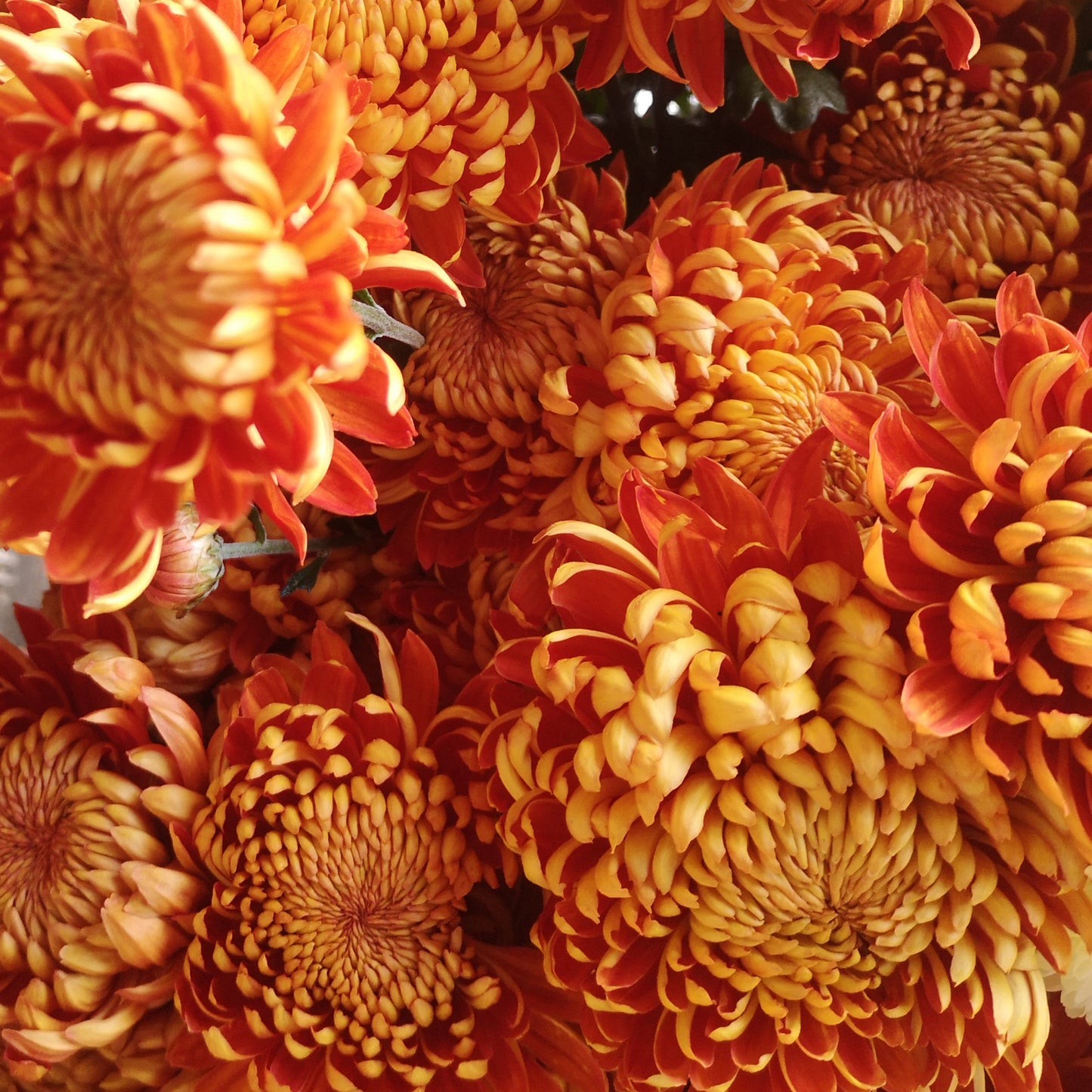 Chrysanthemum Plant - Heather James image 1