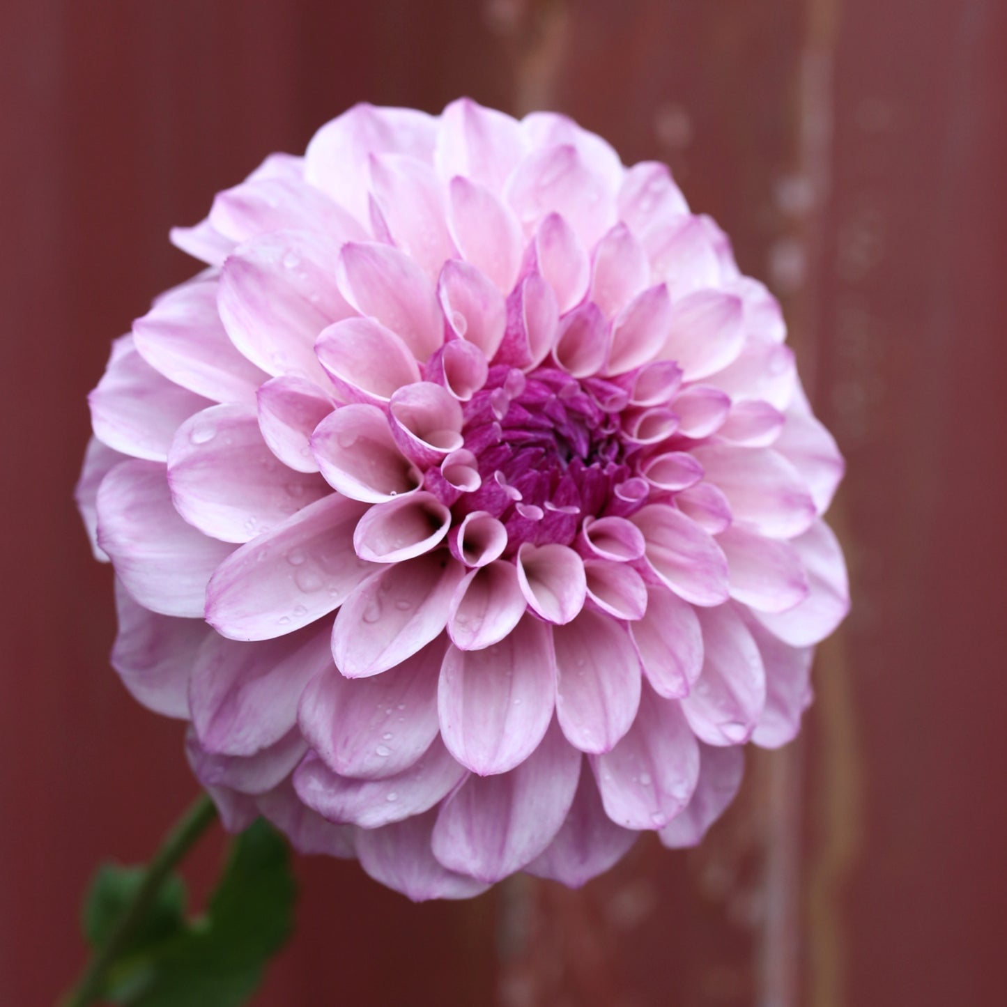 Dahlia Tuber - Jeff Bloom image 0