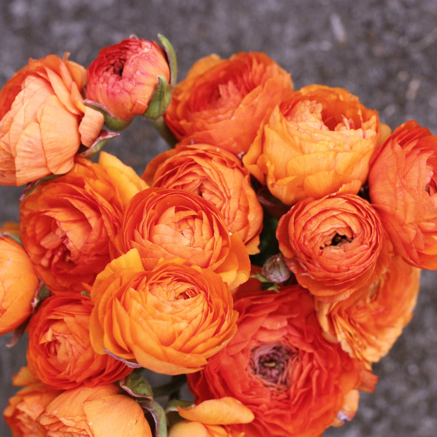 Italian Ranunculus Corms - Highline Salmon (LIMIT of 2 packs per customer image 1