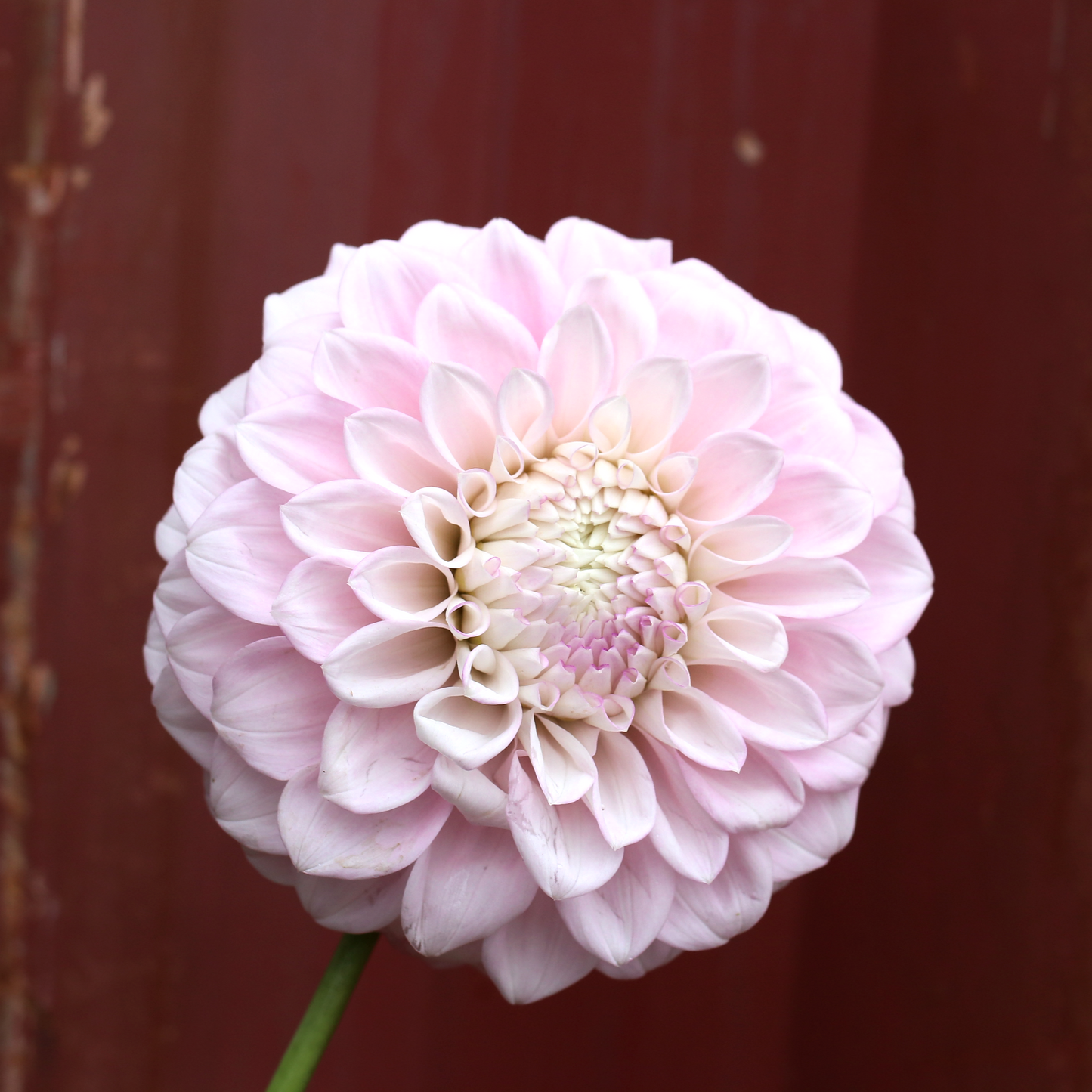 Dahlia Plant - Shell Pink image 0
