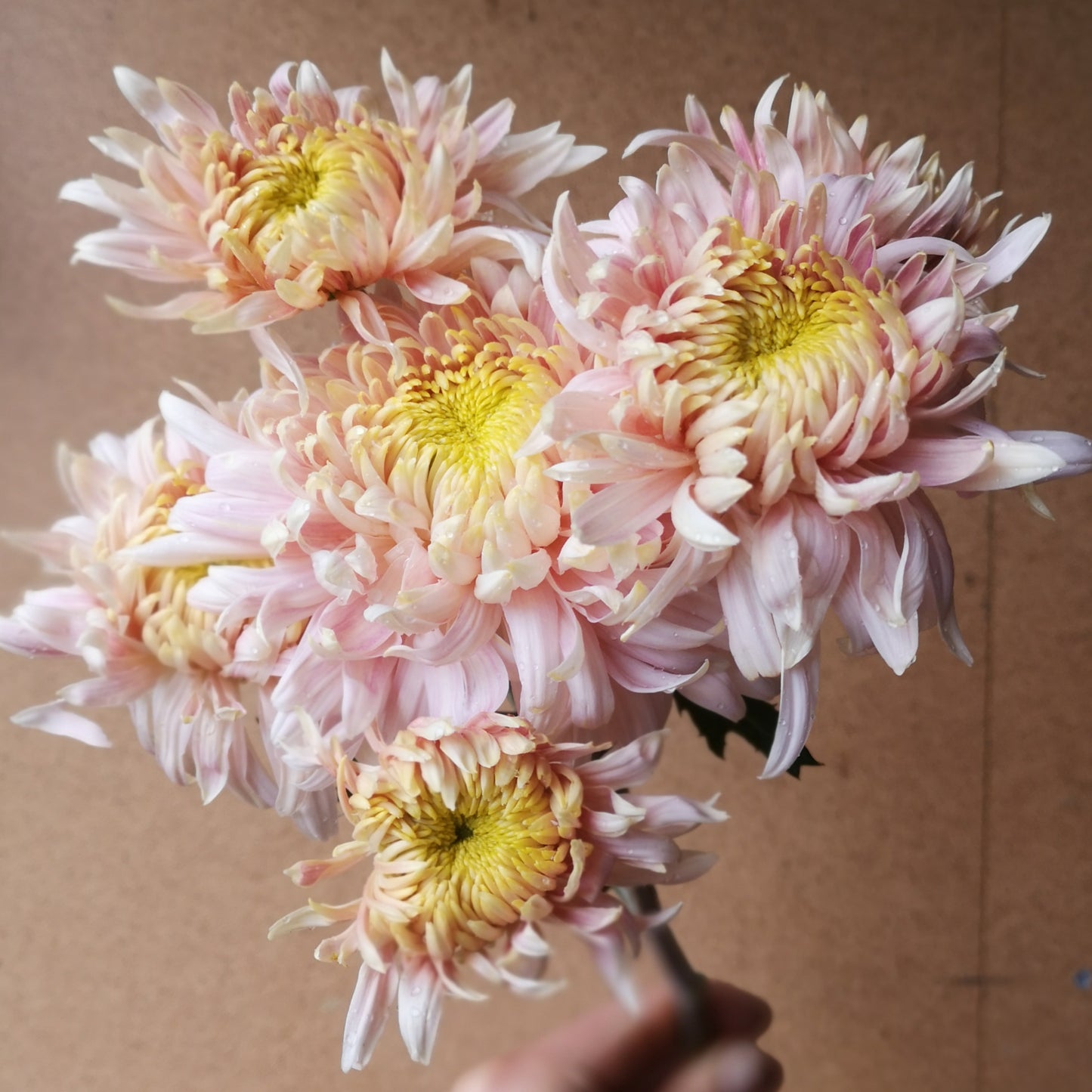 Chrysanthemum Plant - Seaton's J'adore image 3