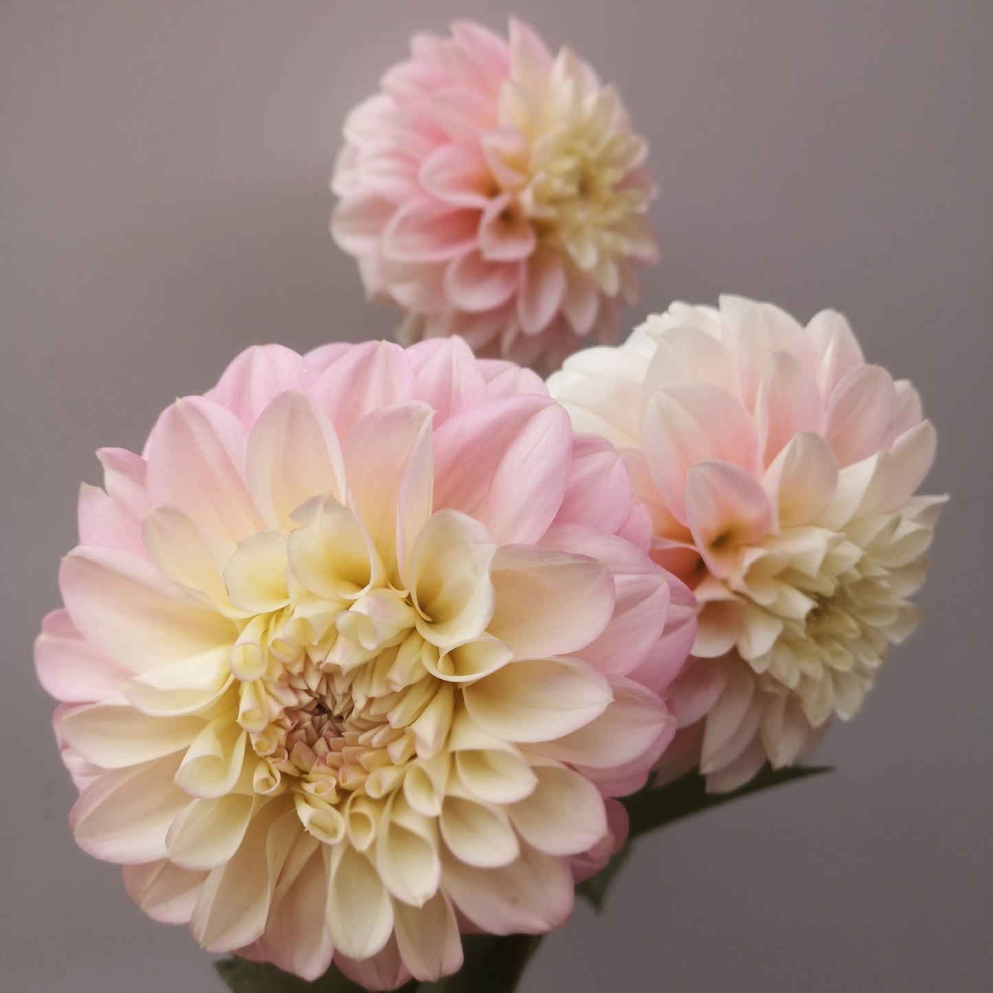 Dahlia Tuber - Florelie Pirouette image 1