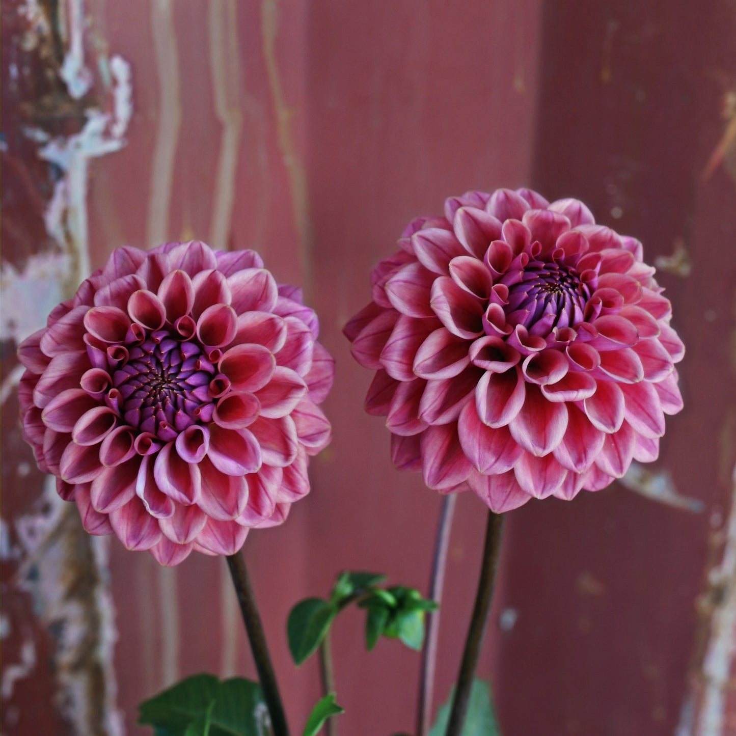Dahlia Tuber - Winkie Truffle image 1