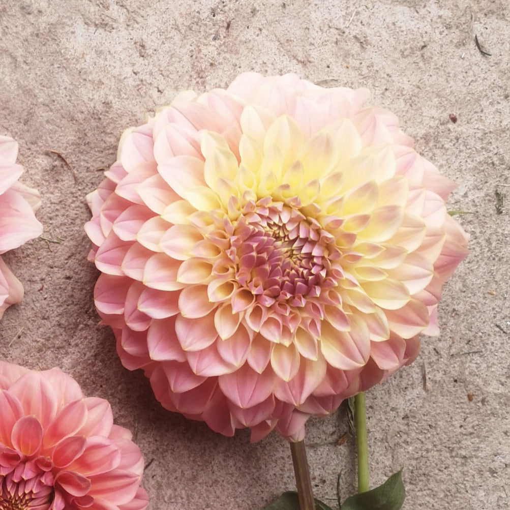 Dahlia Tuber - Coorabell Moonglow image 1