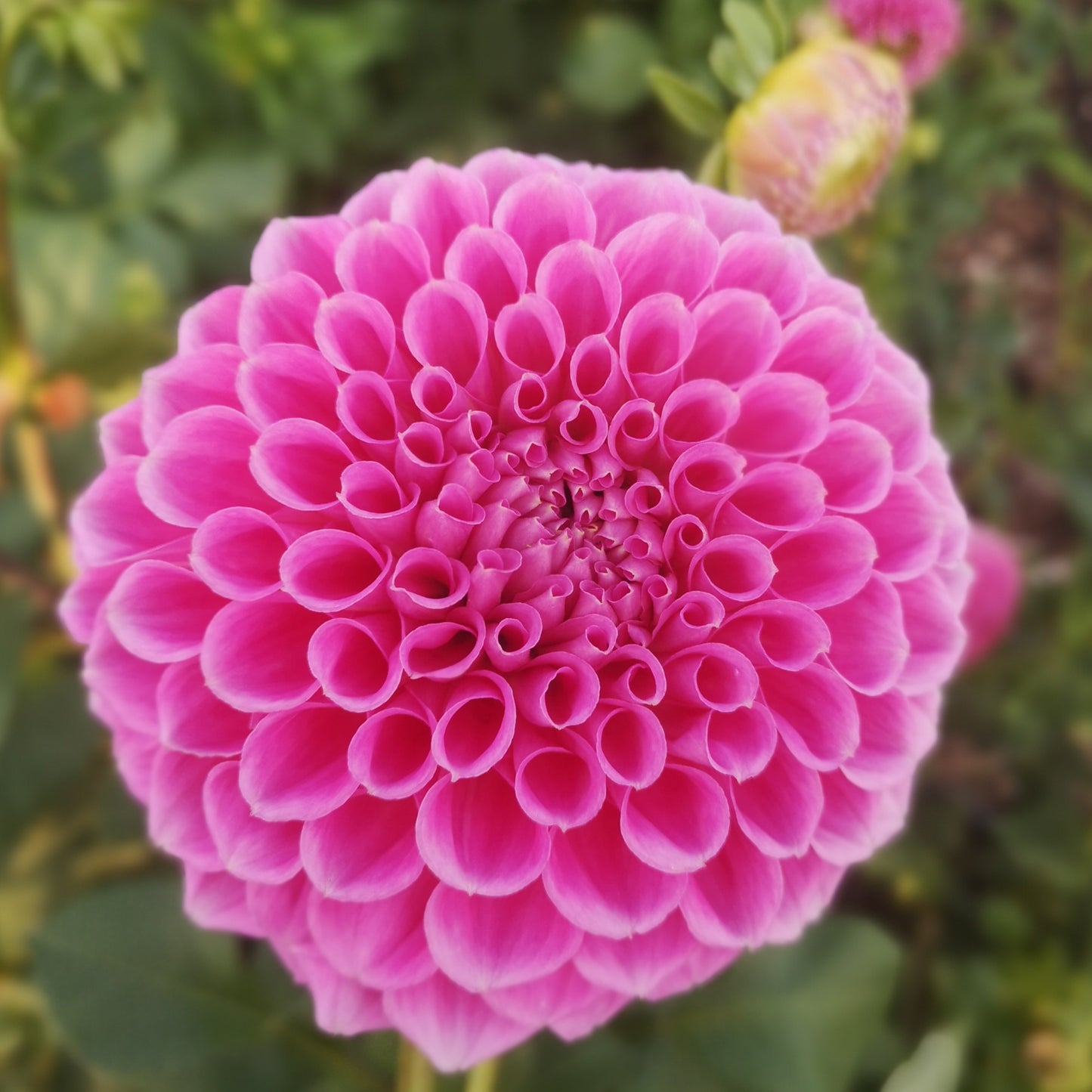 Dahlia Tuber - Devon Delta image 1