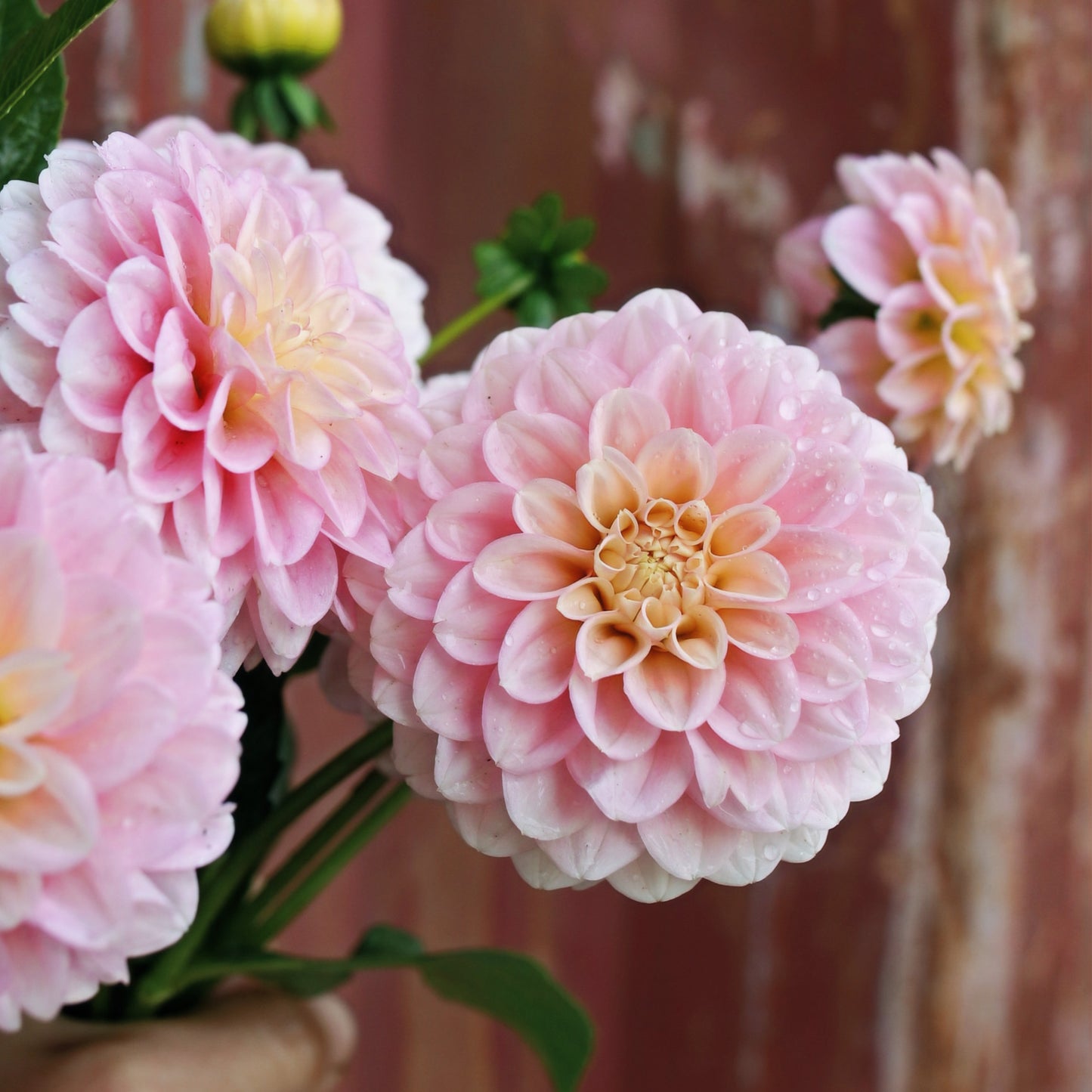 Dahlia Tuber - Powderpuff image 0