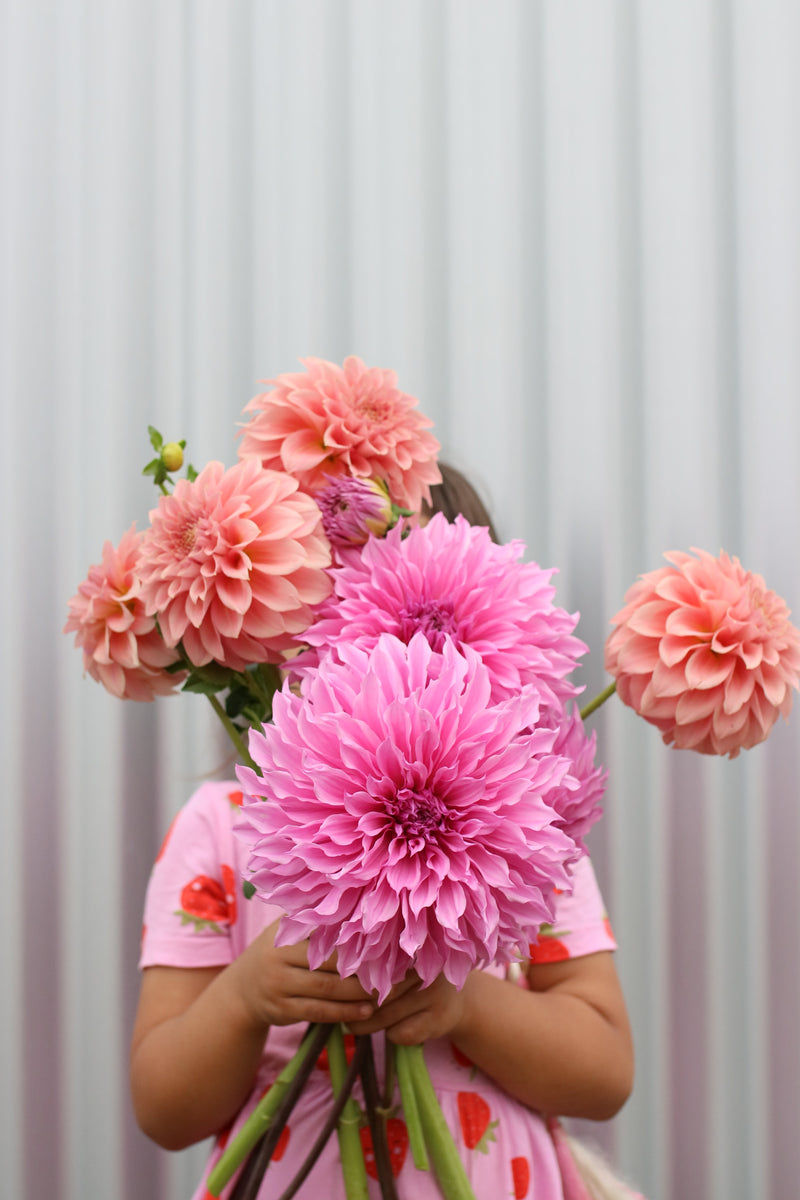 Dahlia Tubers