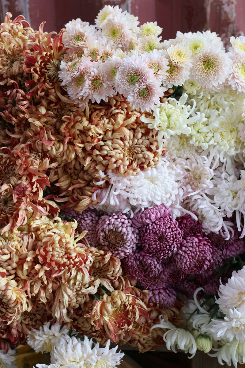 Chrysanthemum Plants
