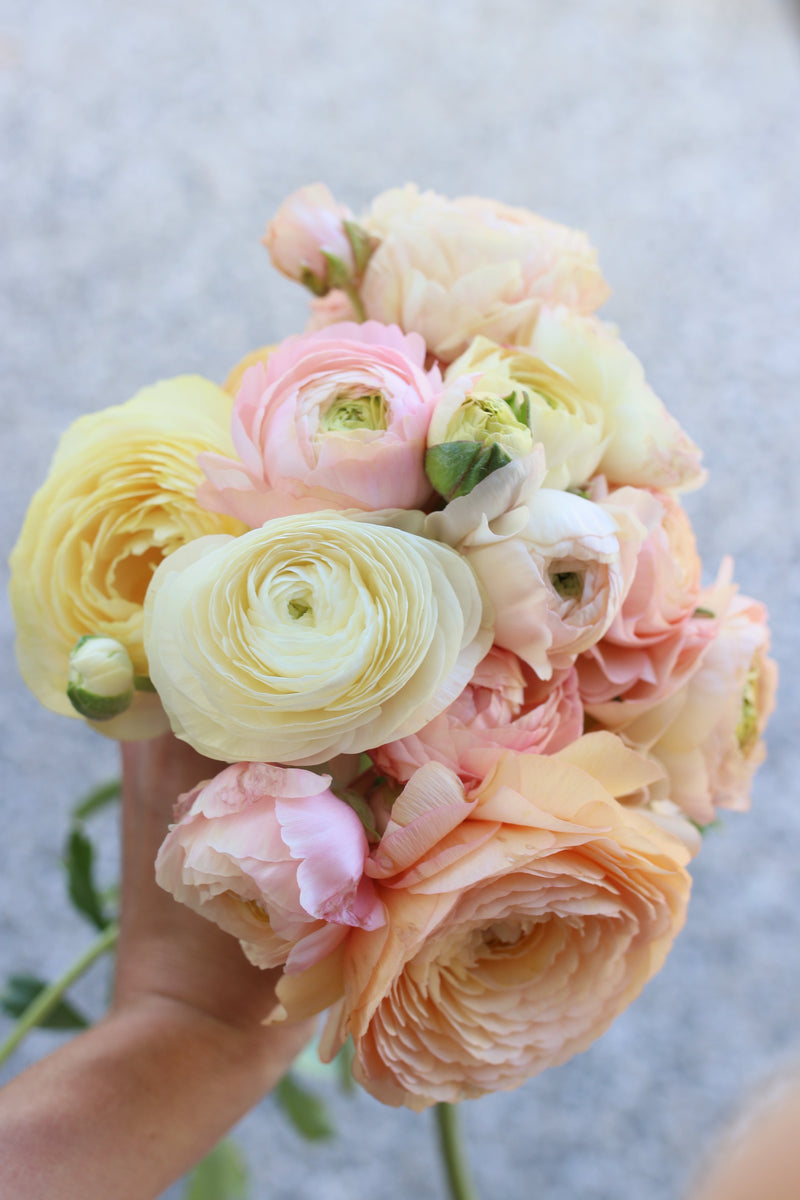 ranunculus and anemone flowers