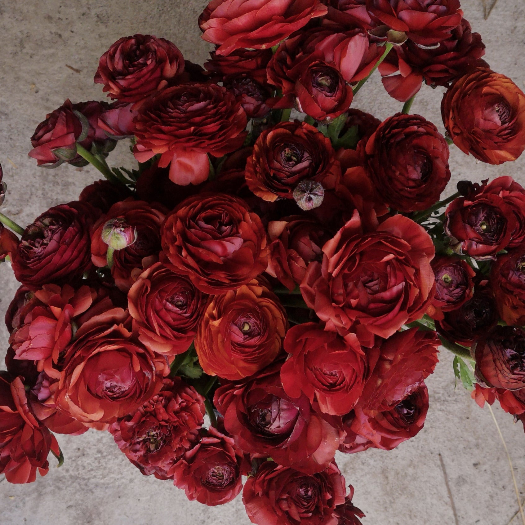 Italian Ranunculus Corms - Chocolate image 0