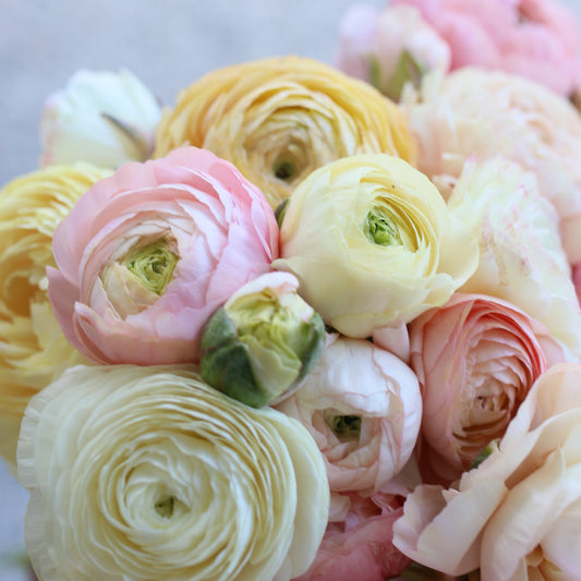 French Ranunculus Corms - Wedding Pastel (LIMIT of 2 packs per customer) image 0
