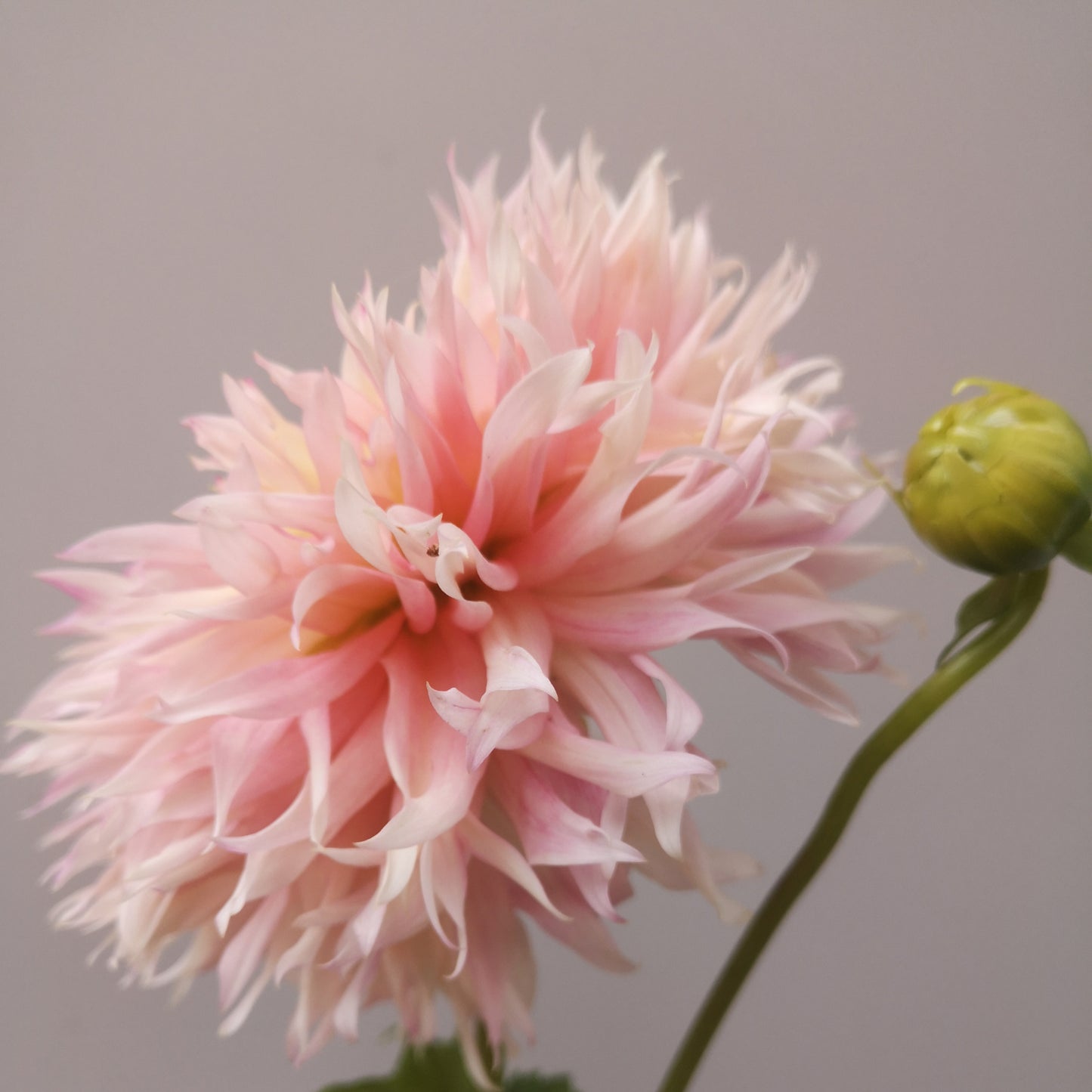 Dahlia Tuber - Pinelands Princess - LIMIT OF 1 PER HOUSEHOLD image 1