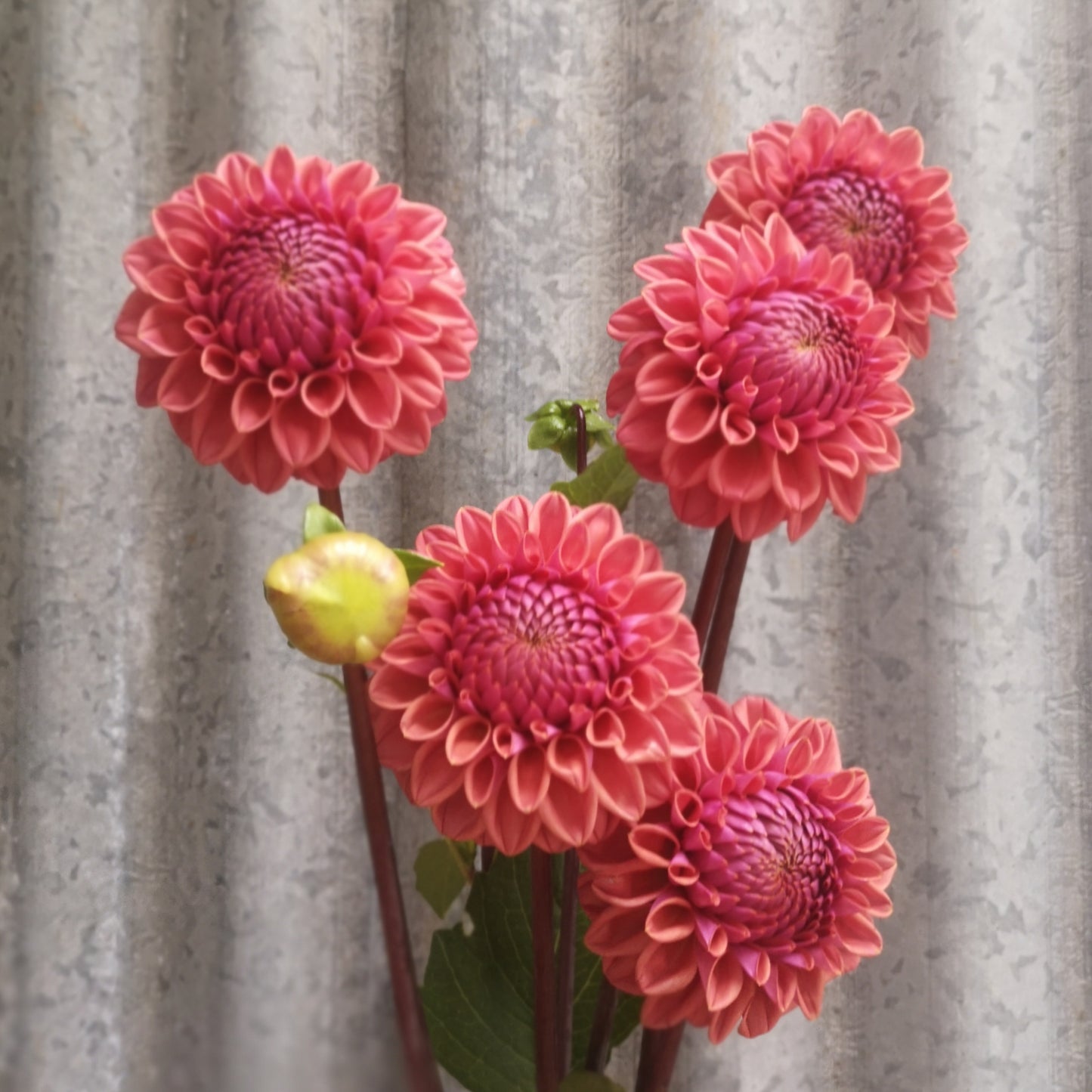 Dahlia Plant - Winkie Truffle image 0