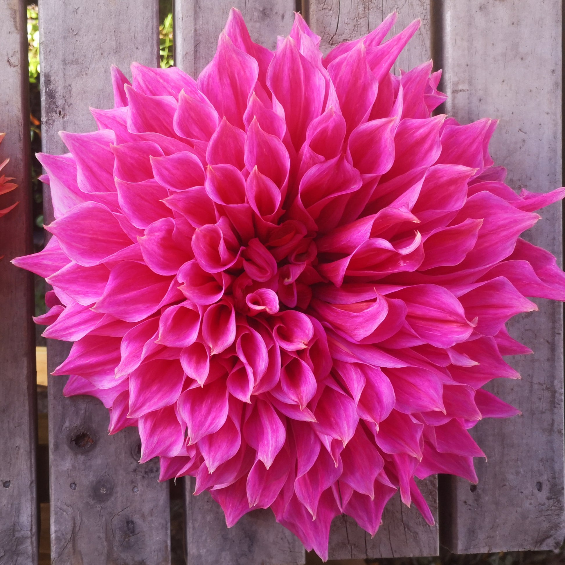 Dahlia Plant - Emory Paul image 0