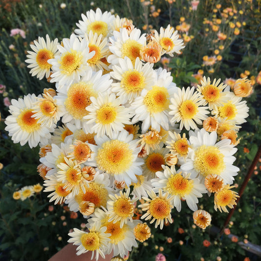 Chrysanthemum Plant - Pearl Mundial image 0